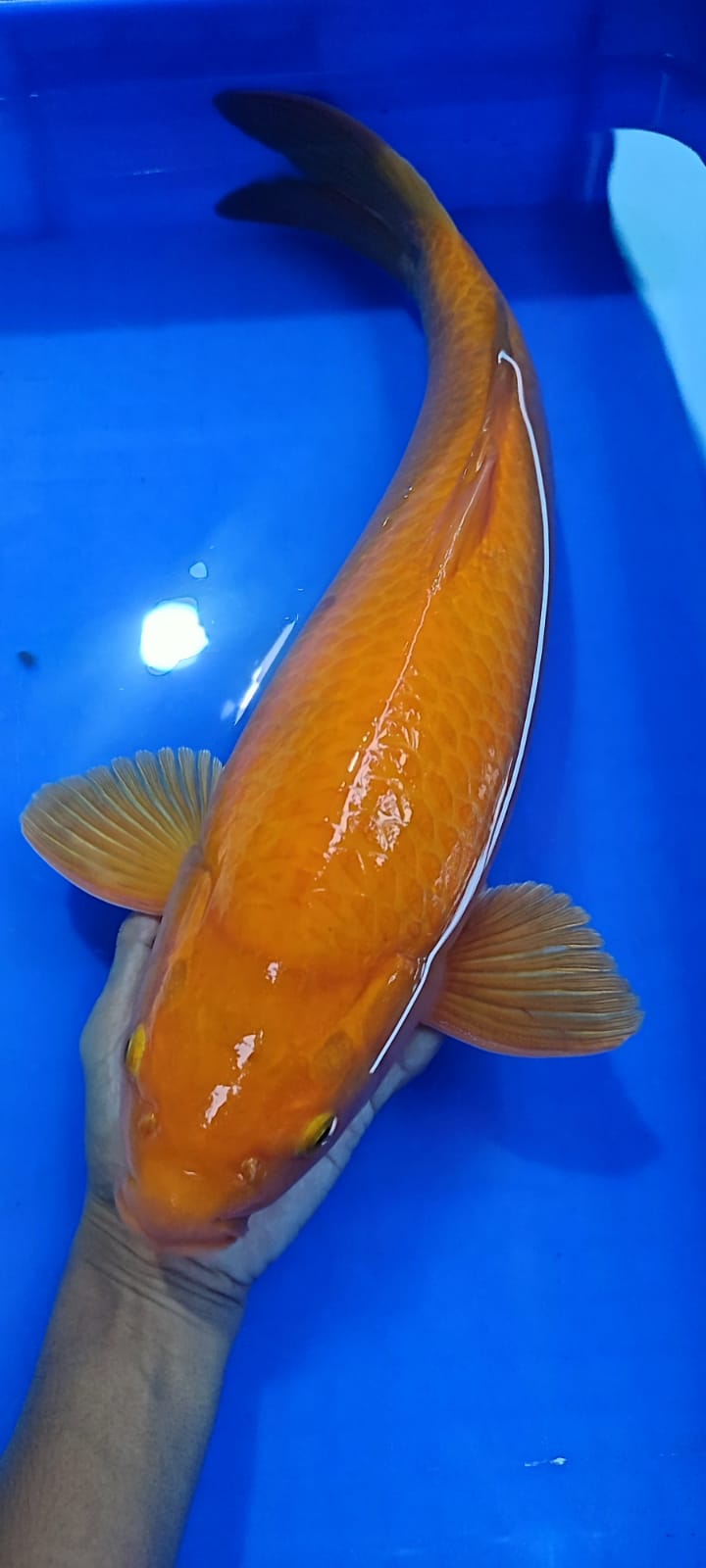 KARAMEL 45cm