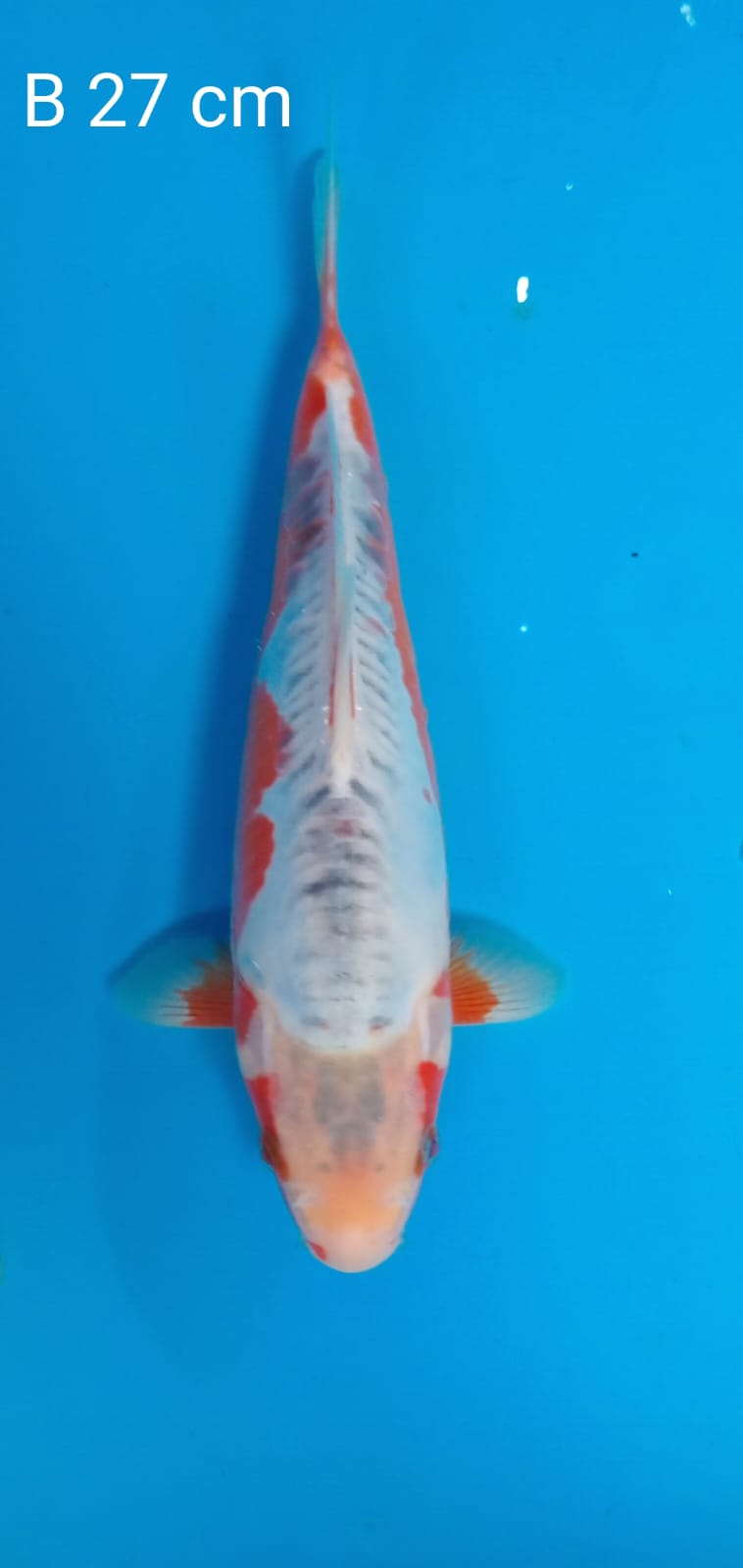 SUSUI 27cm