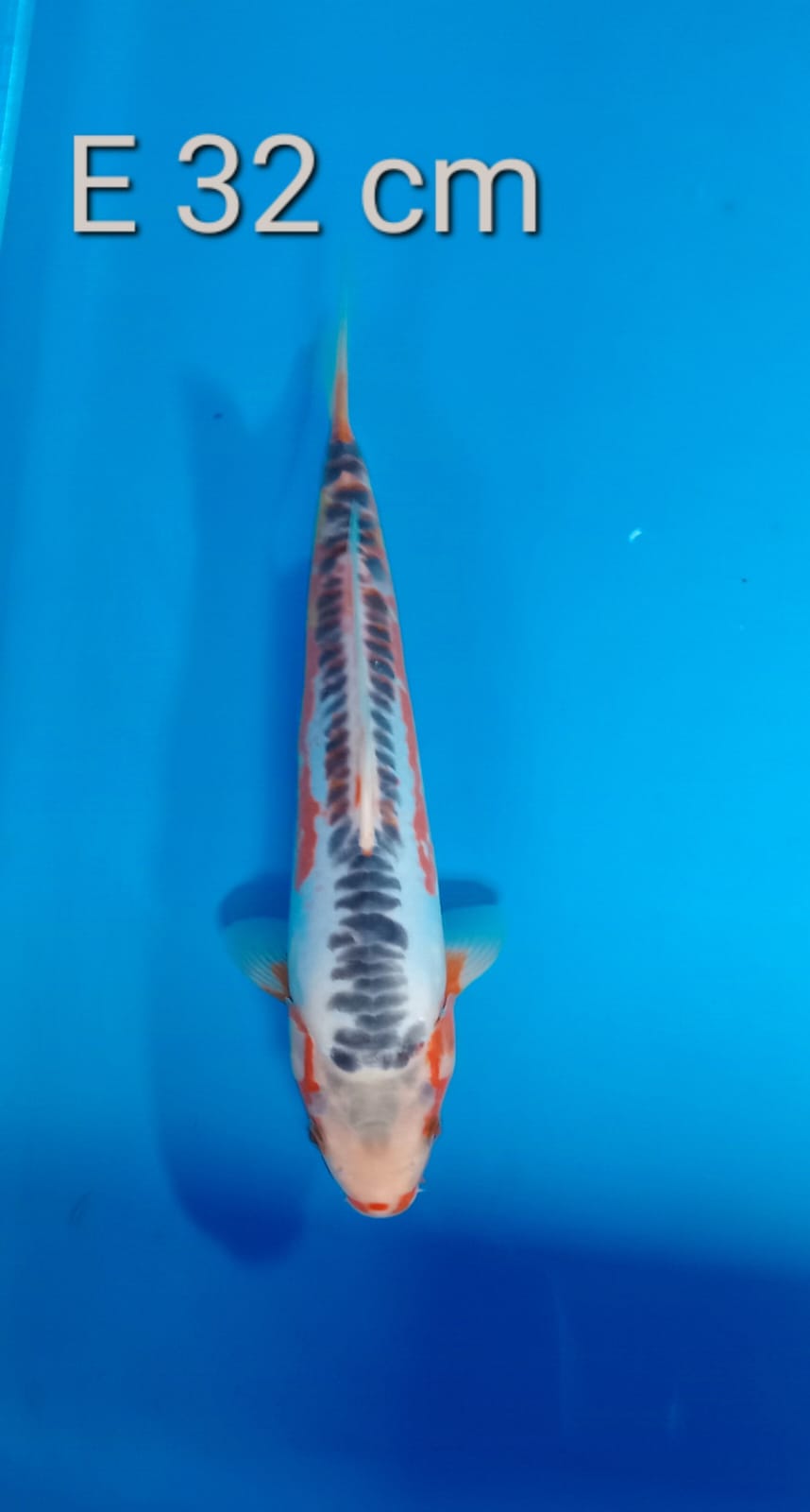 SUSUI 32cm