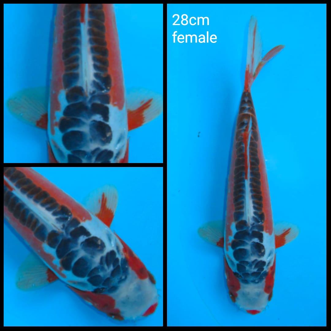 SHUSUI HQ 28cm FEMALE