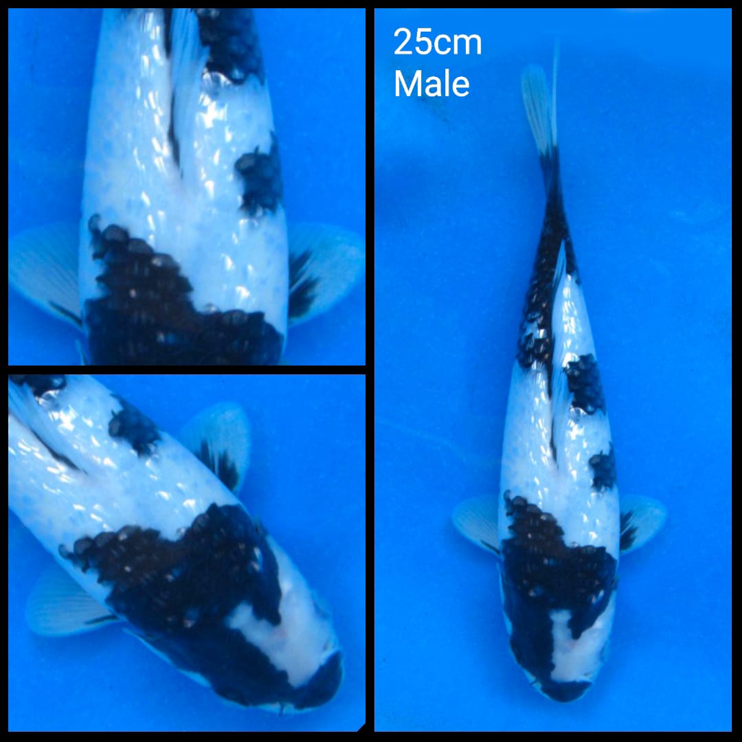 SHIRO GINRIN SQ 25cm MALE