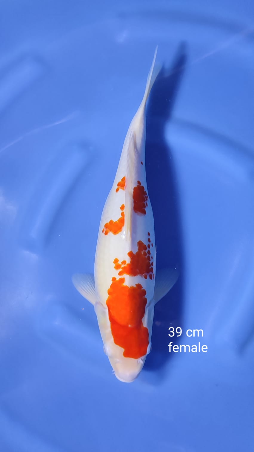 KOHAKU 39cm