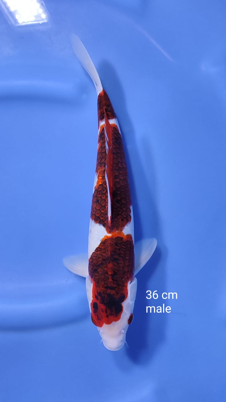 GOROMO 36cm