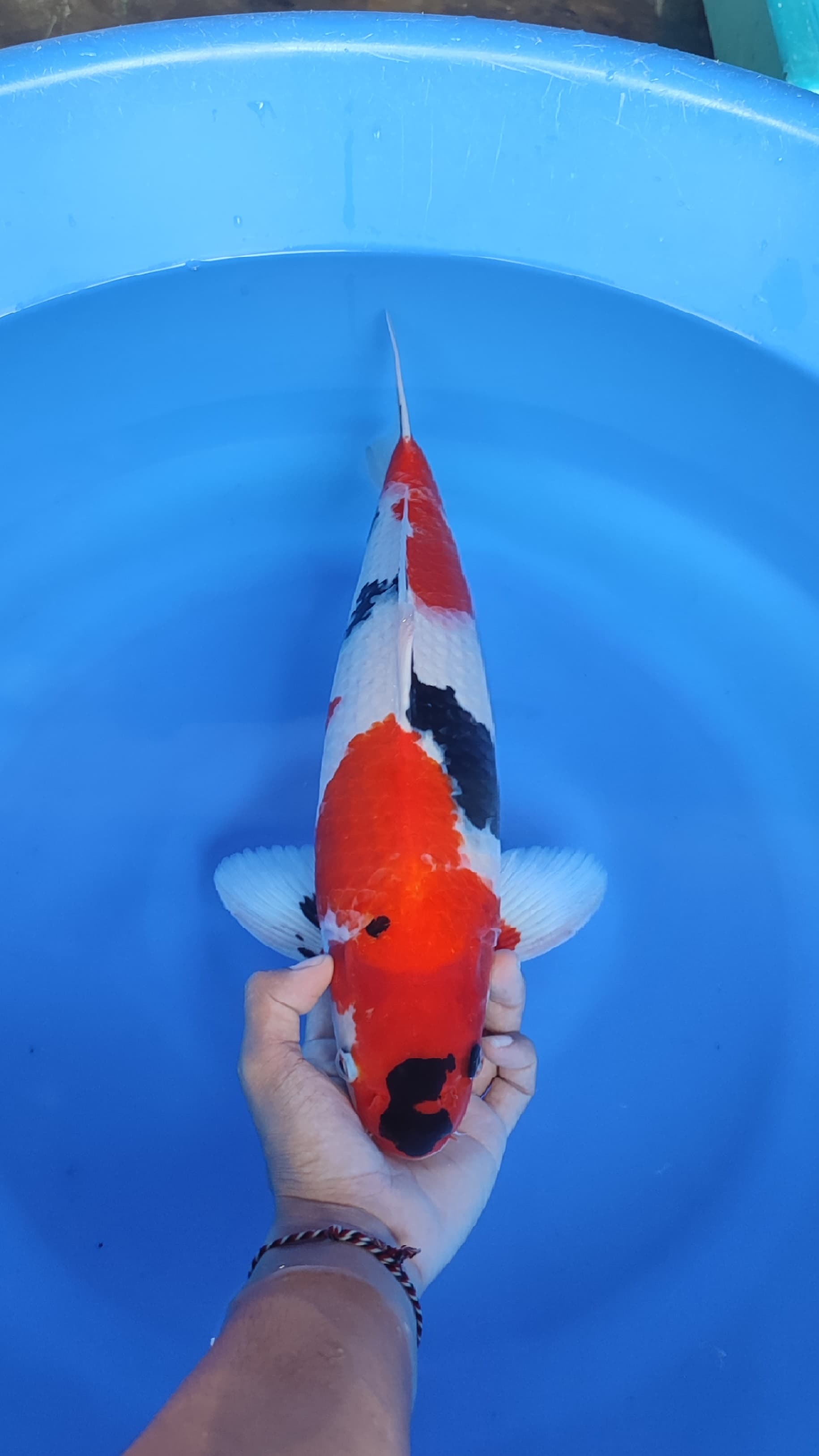 SHOWA SISIK 2STEP 48cm