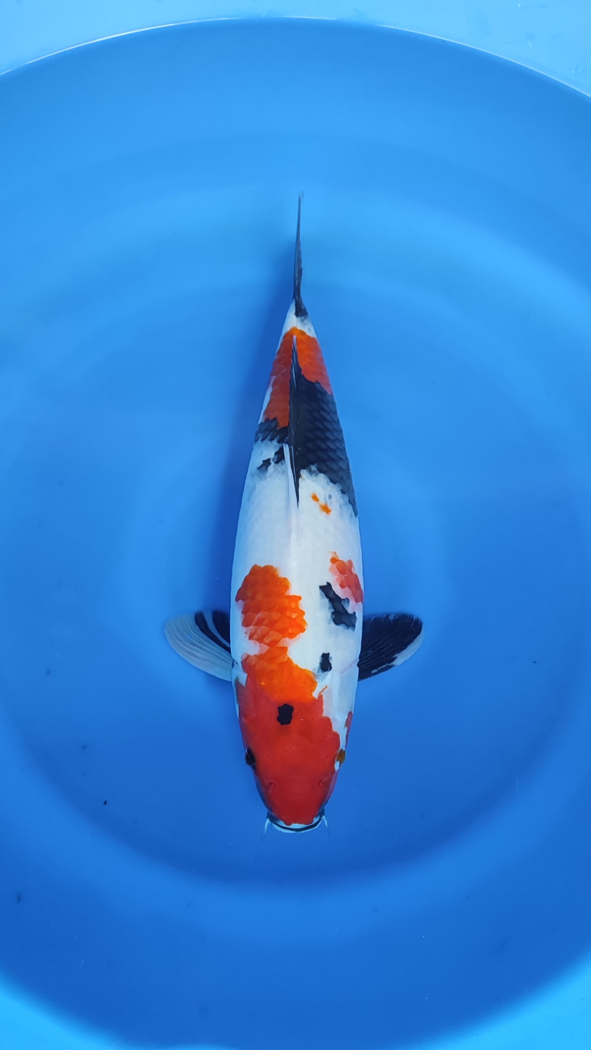 SHOWA JUMBOBULKY 43cm