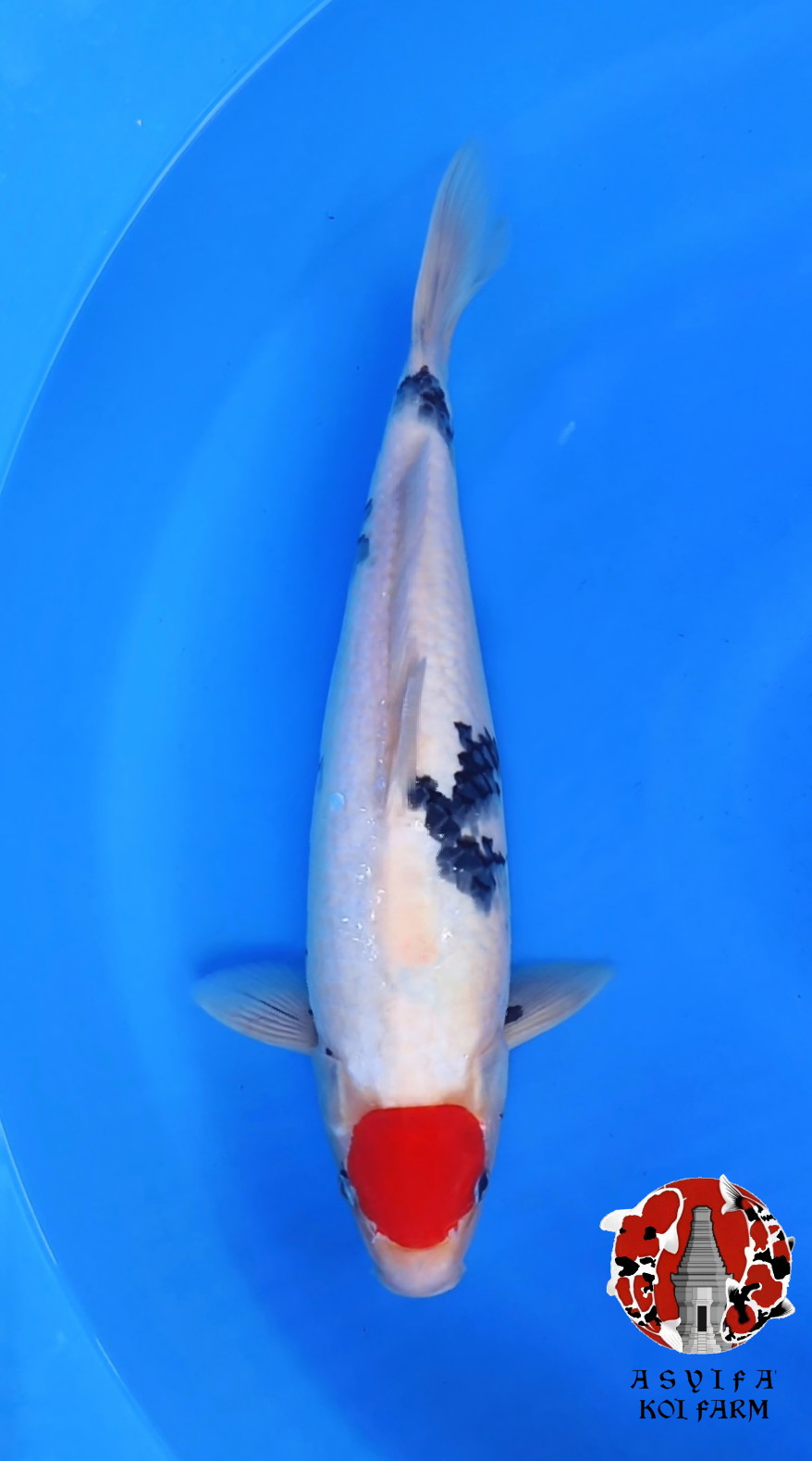 TC SHOWA TOP TATEGOI ORIGINAL 40cm FEMALE
