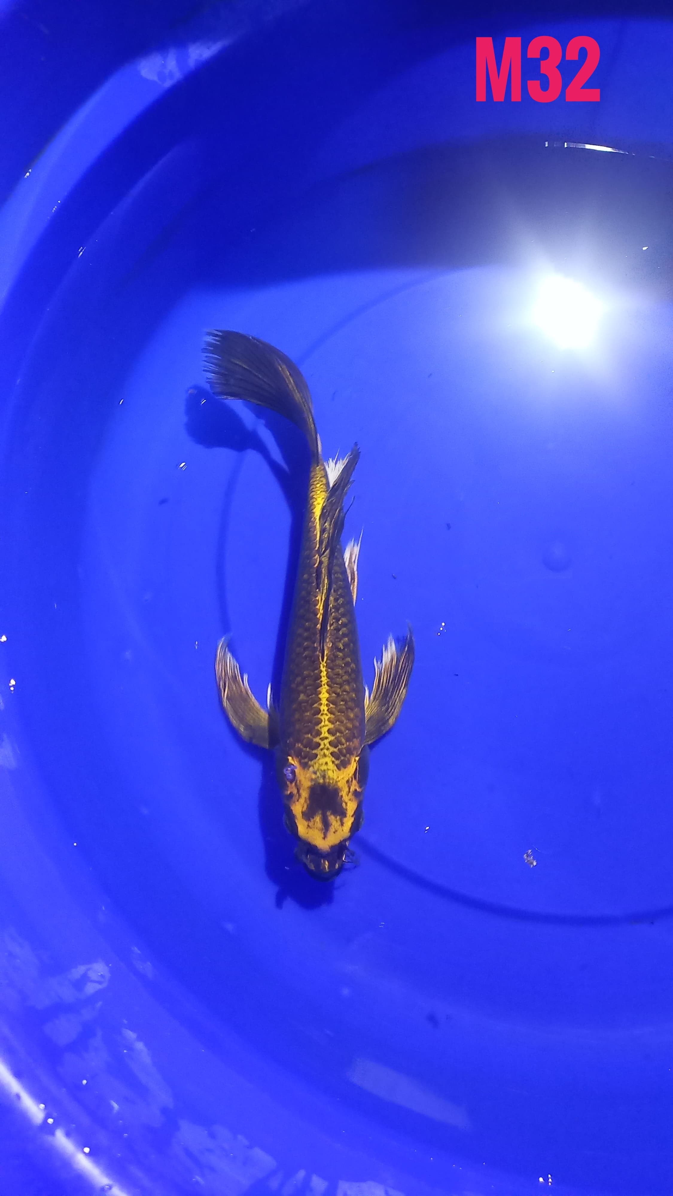 MUKAHSI GOLD 32cm