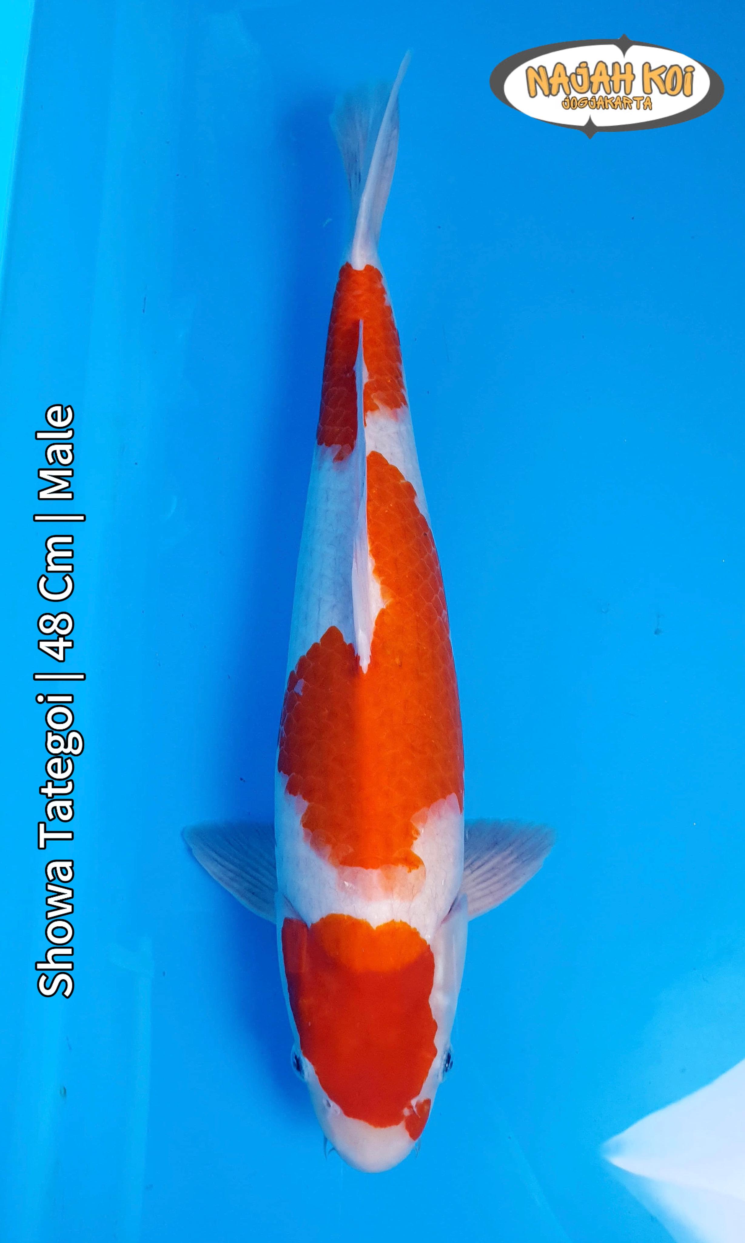 SHOWA TATEGOI 48cm
