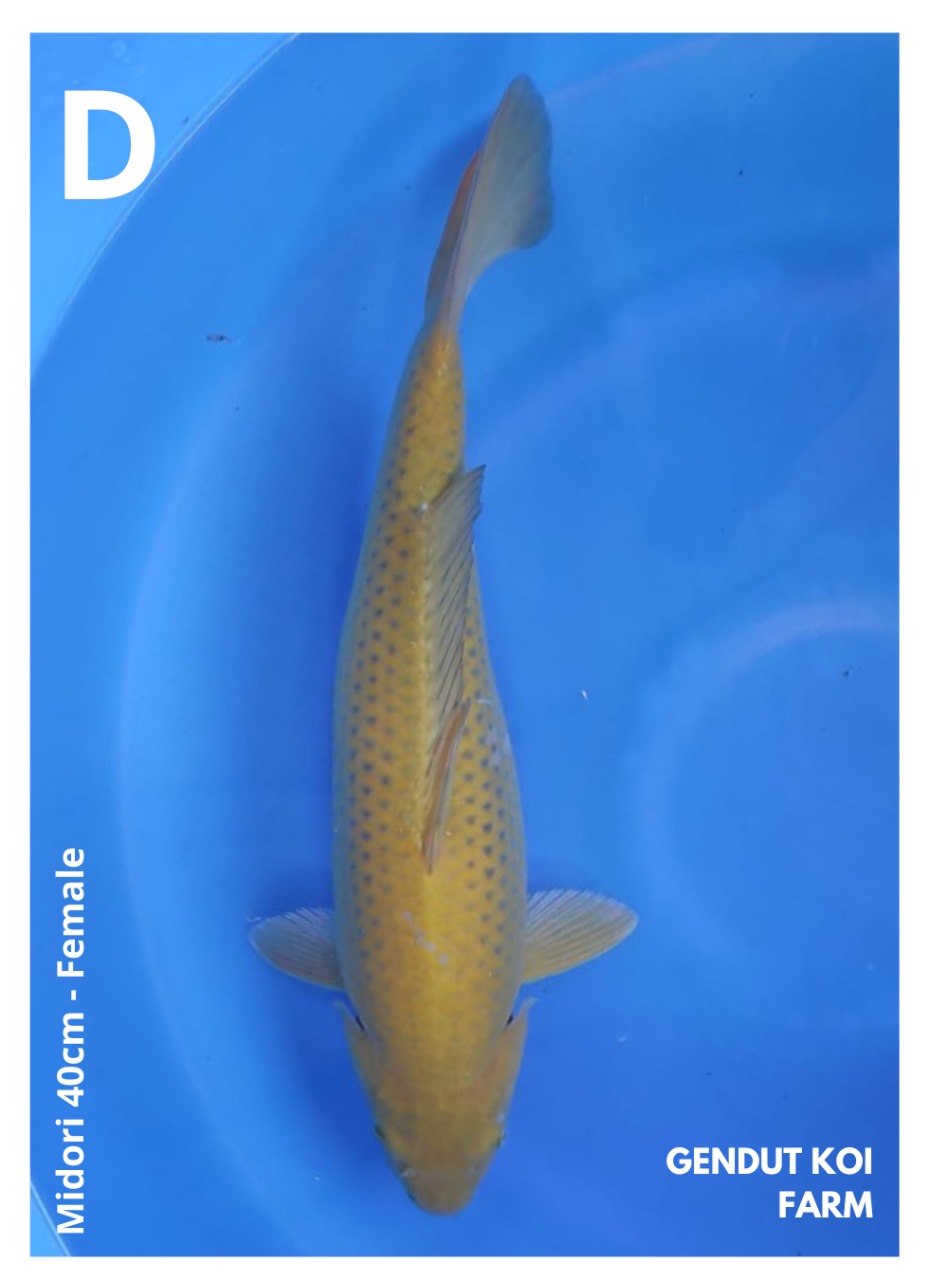 MIDORI 40cm