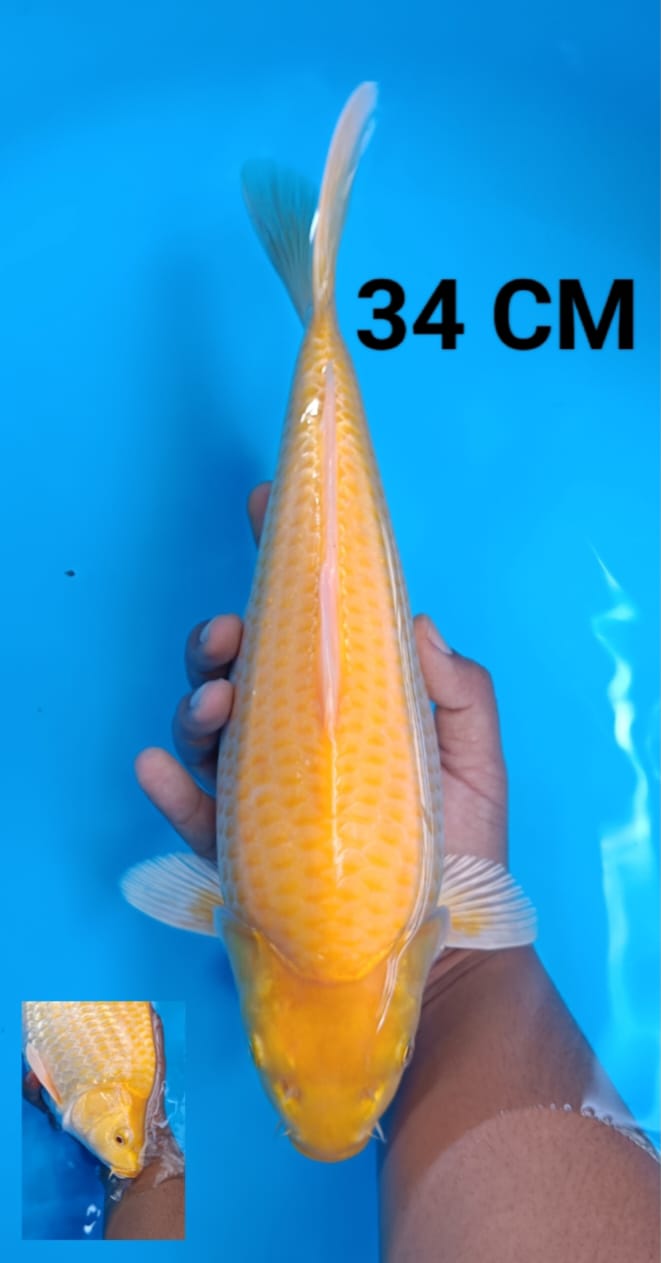 Ikan Koi KARASI LEMON MATA MERAH 34cm, lelang koi KARASI LEMON MATA MERAH 34cm, jual koi KARASI LEMON MATA MERAH 34cm, beli koi KARASI LEMON MATA MERAH 34cm, Lelang Koi Online, Jual Beli Ikan Koi, Pusat Jual Beli Koi, Info Lelang Koi Hari Ini, Platform Jual Beli Koi, Jual Beli Ikan Koi Online, Marketplace Ikan Koi, Jual Koi Terbaik, Tempat Beli Koi Berkualitas, Pasar Ikan Koi Online Terpercaya, Penjual Ikan Koi Terpercaya, Beli Koi Hias Online, Ikan Koi untuk Dijual, Koi Kualitas Terbaik, Toko Online Ikan Koi, Koi Hias Untuk Dijual, Jual Beli Ikan Koi Lokal, Koi Indonesia Online, Pusat Jual Beli Koi Terbesar