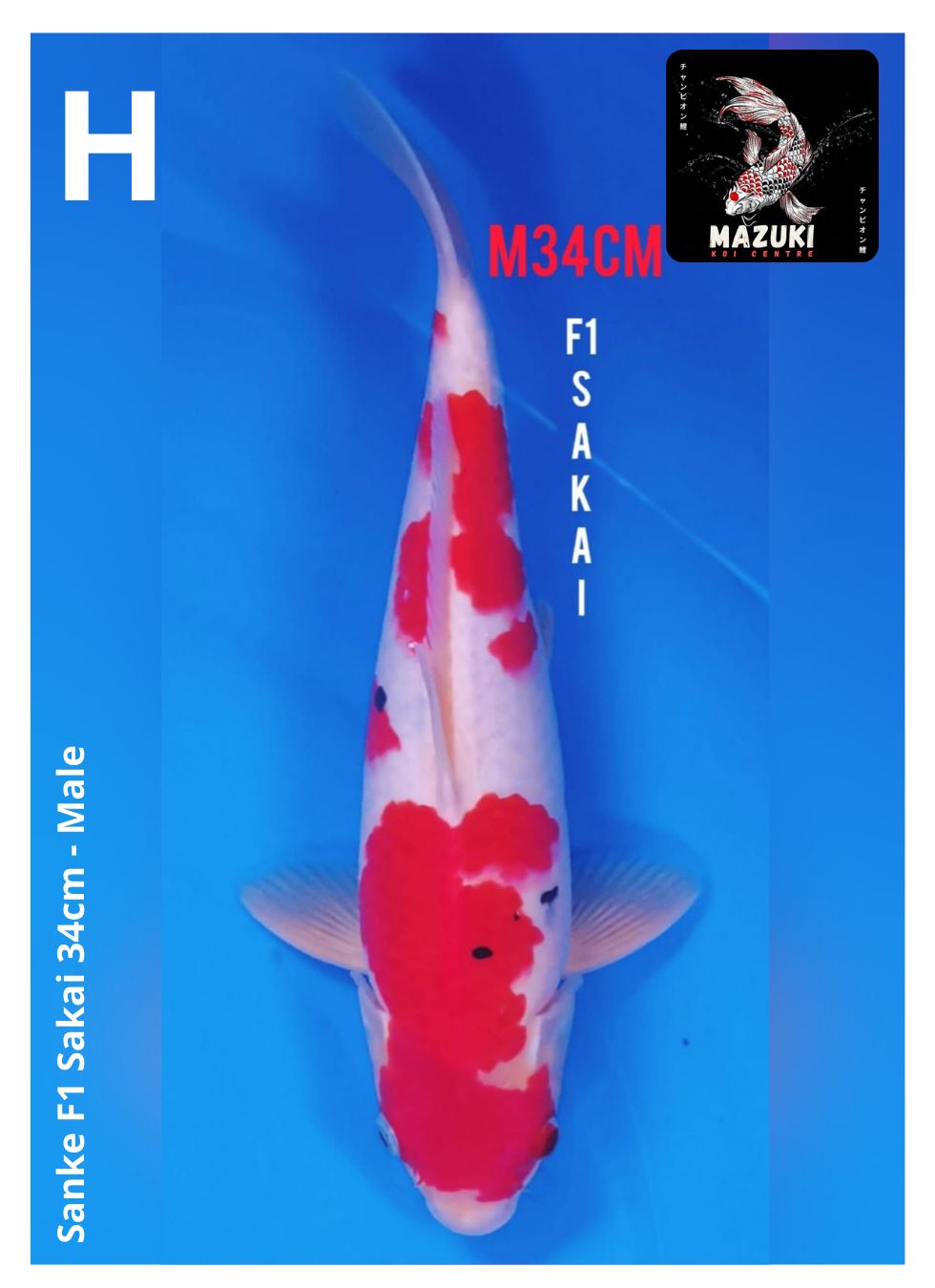 SANKE F1 SAKAI 34cm