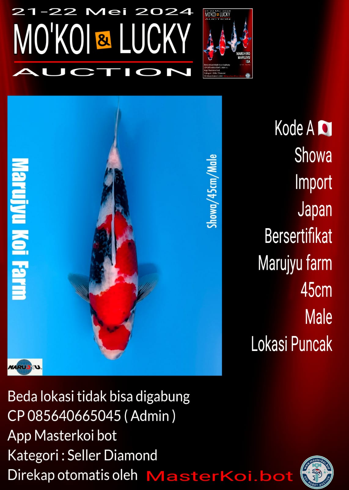 Lelang Koi Online, Jual Beli Ikan Koi, Pusat Jual Beli Koi, Info Lelang Koi Hari Ini, Platform Jual Beli Koi, Jual Beli Ikan Koi Online, Marketplace Ikan Koi, Jual Koi Terbaik, Tempat Beli Koi Berkualitas, Pasar Ikan Koi Online Terpercaya, Penjual Ikan Koi Terpercaya, Beli Koi Hias Online, Ikan Koi untuk Dijual, Koi Kualitas Terbaik, Toko Online Ikan Koi, Koi Hias Untuk Dijual, Jual Beli Ikan Koi Lokal, Koi Indonesia Online, Pusat Jual Beli Koi Terbesar