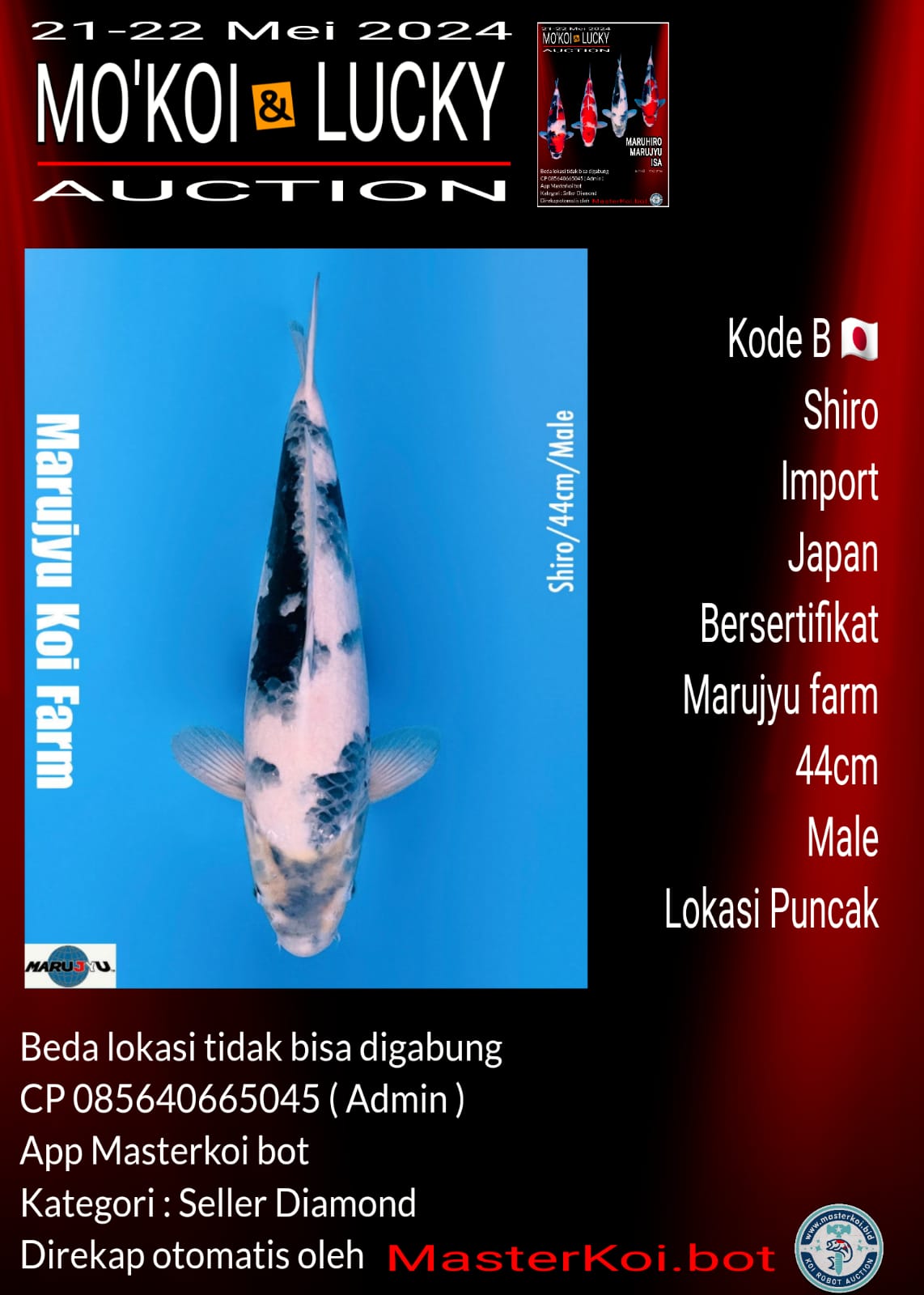 Lelang Koi Online, Jual Beli Ikan Koi, Pusat Jual Beli Koi, Info Lelang Koi Hari Ini, Platform Jual Beli Koi, Jual Beli Ikan Koi Online, Marketplace Ikan Koi, Jual Koi Terbaik, Tempat Beli Koi Berkualitas, Pasar Ikan Koi Online Terpercaya, Penjual Ikan Koi Terpercaya, Beli Koi Hias Online, Ikan Koi untuk Dijual, Koi Kualitas Terbaik, Toko Online Ikan Koi, Koi Hias Untuk Dijual, Jual Beli Ikan Koi Lokal, Koi Indonesia Online, Pusat Jual Beli Koi Terbesar