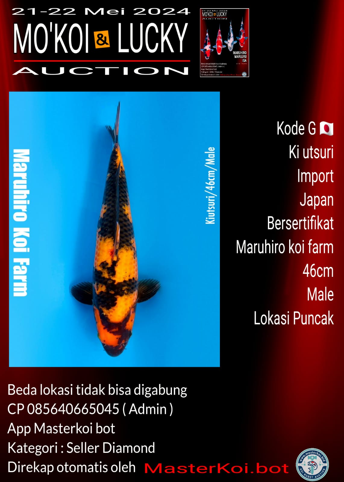 Lelang Koi Online, Jual Beli Ikan Koi, Pusat Jual Beli Koi, Info Lelang Koi Hari Ini, Platform Jual Beli Koi, Jual Beli Ikan Koi Online, Marketplace Ikan Koi, Jual Koi Terbaik, Tempat Beli Koi Berkualitas, Pasar Ikan Koi Online Terpercaya, Penjual Ikan Koi Terpercaya, Beli Koi Hias Online, Ikan Koi untuk Dijual, Koi Kualitas Terbaik, Toko Online Ikan Koi, Koi Hias Untuk Dijual, Jual Beli Ikan Koi Lokal, Koi Indonesia Online, Pusat Jual Beli Koi Terbesar