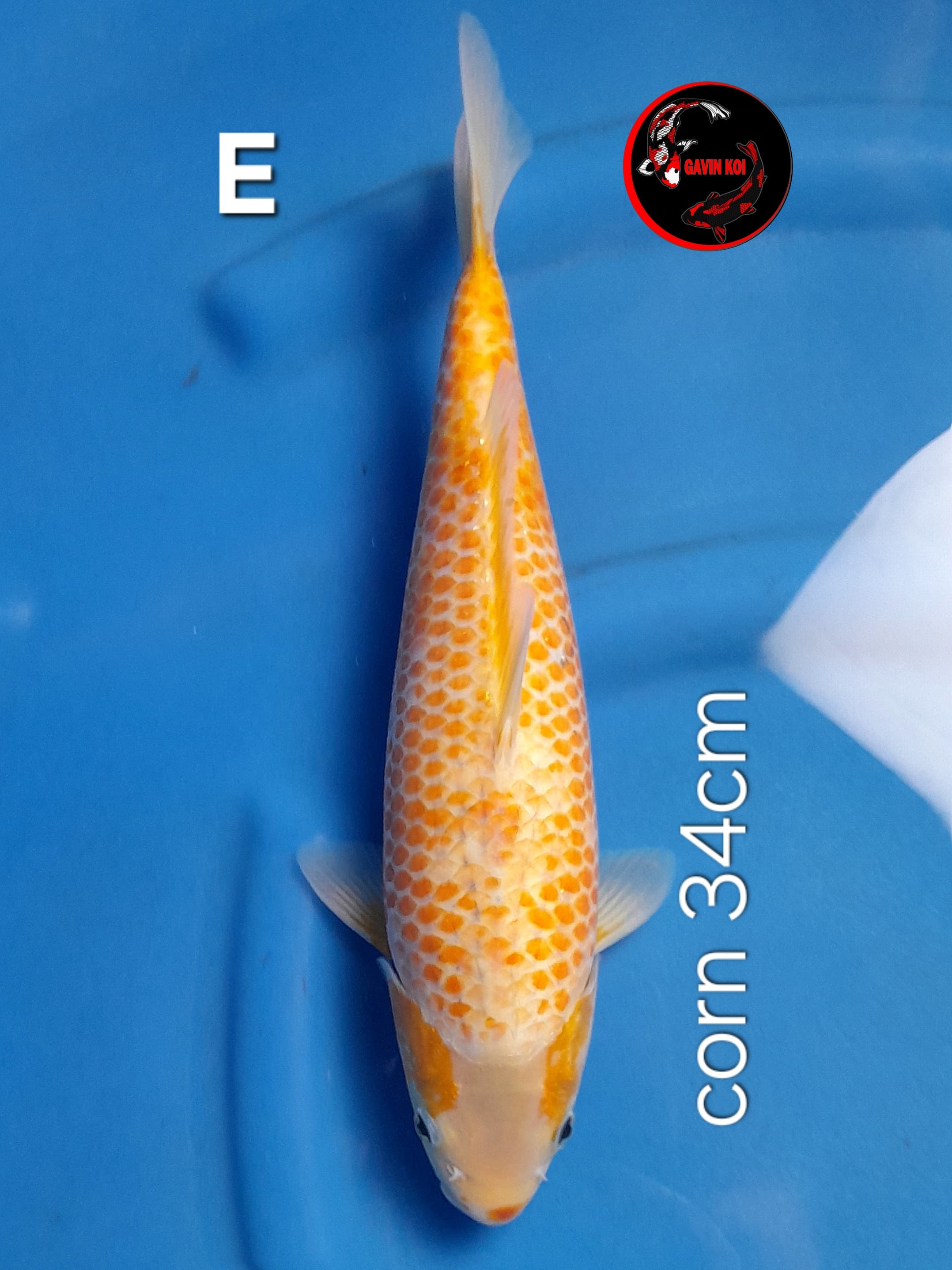 CORN 34cm