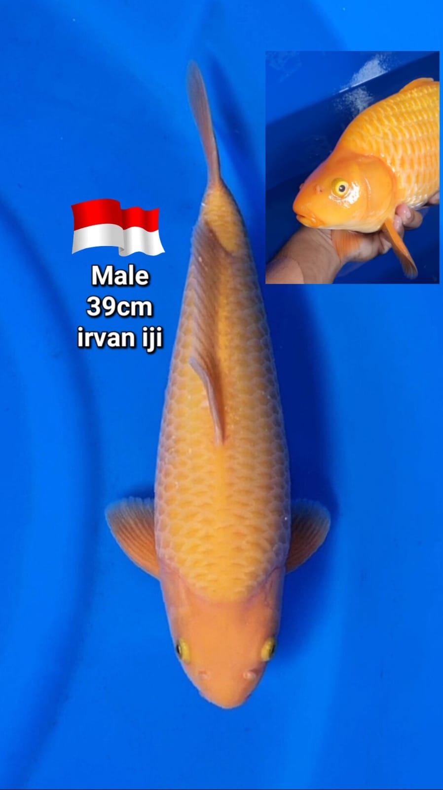 KARAMEL RED BY IRVAN IJI BERPUNUK 39cm