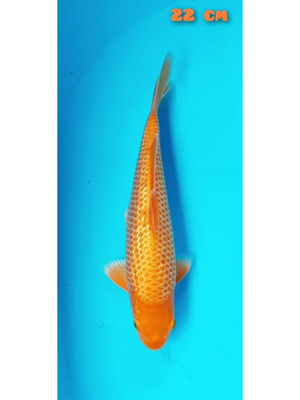 RED KARASI 22cm