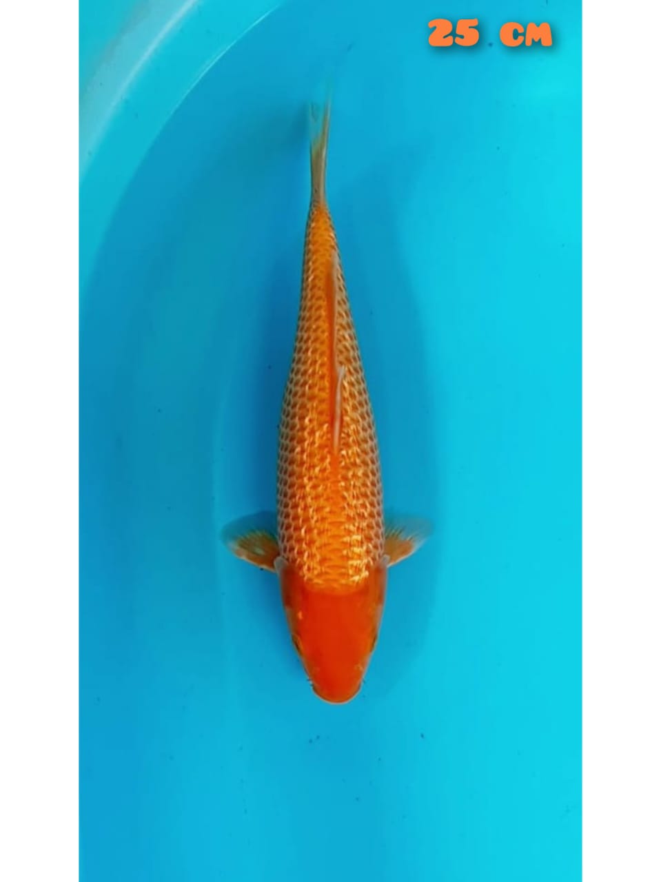 RED KARASI 25cm