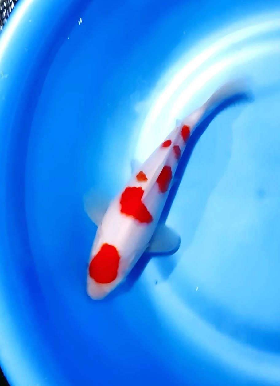 Lelang Koi Online, Jual Beli Ikan Koi, Pusat Jual Beli Koi, Info Lelang Koi Hari Ini, Platform Jual Beli Koi, Jual Beli Ikan Koi Online, Marketplace Ikan Koi, Jual Koi Terbaik, Tempat Beli Koi Berkualitas, Pasar Ikan Koi Online Terpercaya, Penjual Ikan Koi Terpercaya, Beli Koi Hias Online, Ikan Koi untuk Dijual, Koi Kualitas Terbaik, Toko Online Ikan Koi, Koi Hias Untuk Dijual, Jual Beli Ikan Koi Lokal, Koi Indonesia Online, Pusat Jual Beli Koi Terbesar