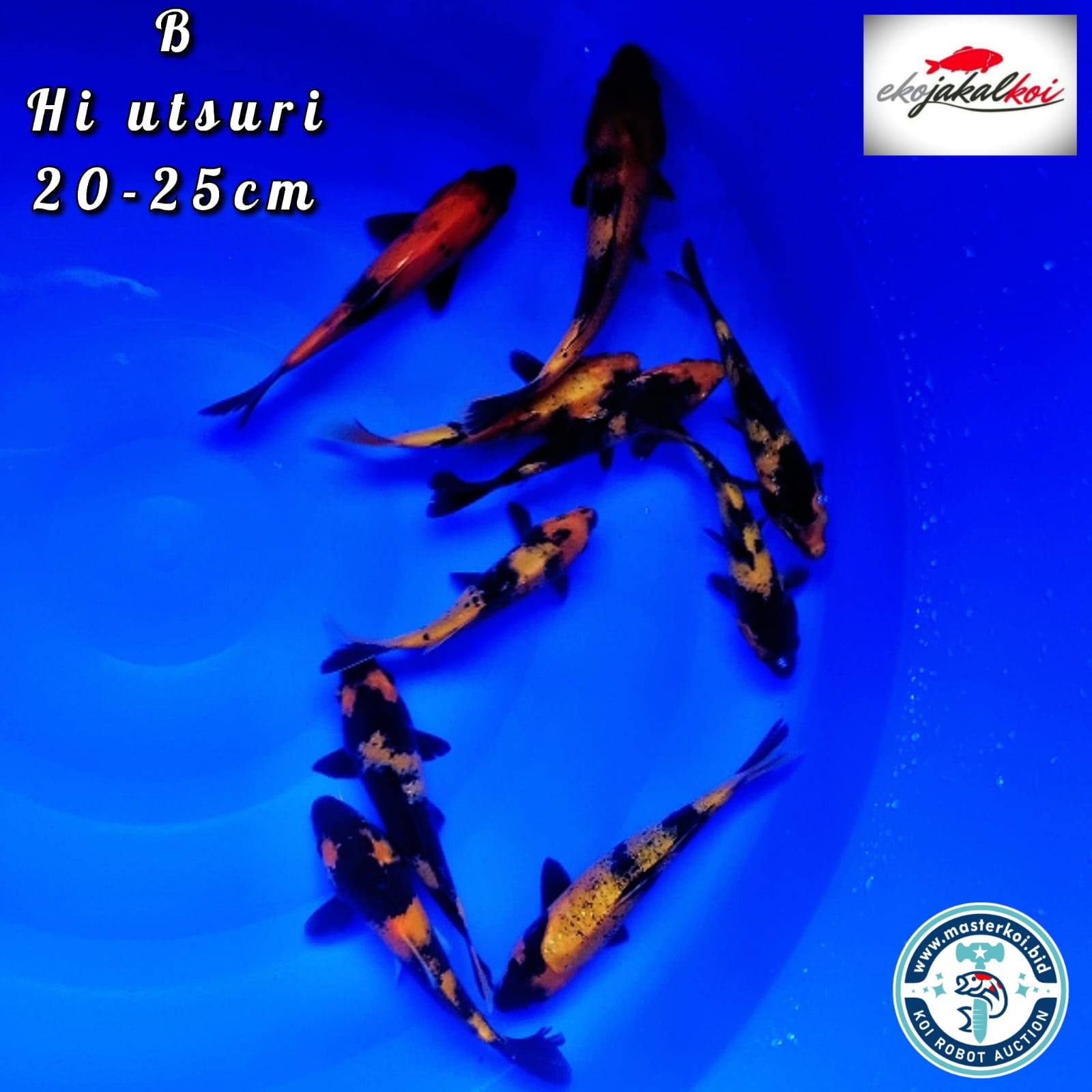 F1 HIUTSURI 10 EKOR 20 25cm