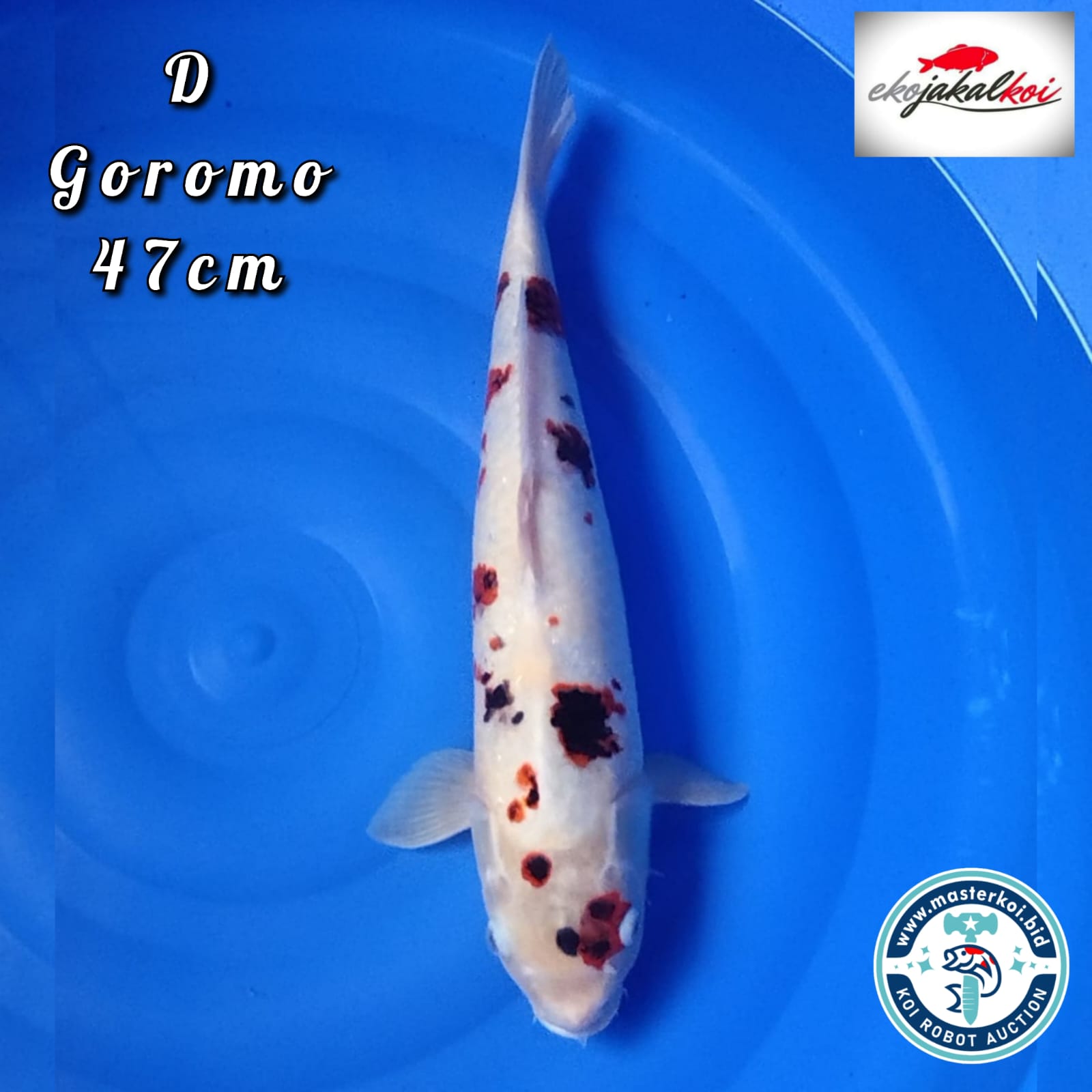 SAKURA GOROMO 47cm