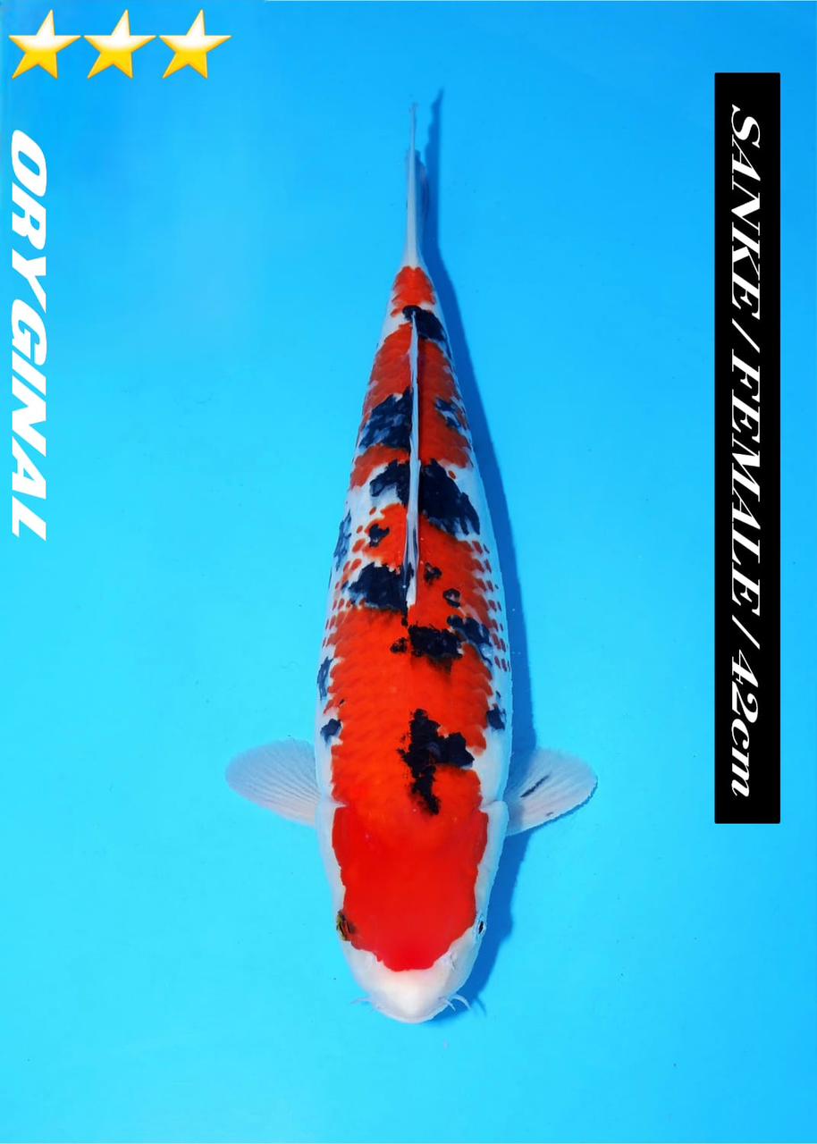 KANOKO SANKE ORYGINAL HIGH QUALITY BODY TEBAL 42cm POTENSI JUMBO