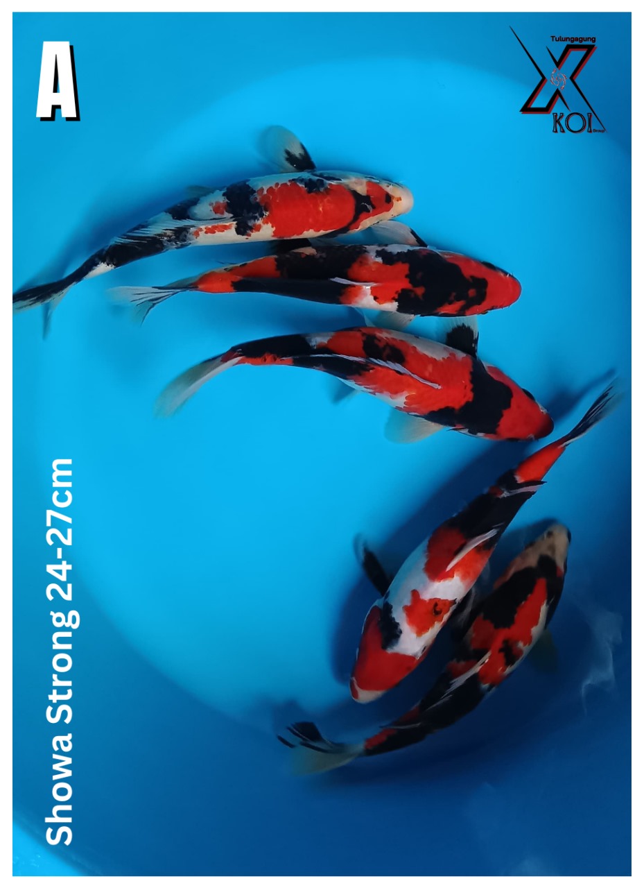 SHOWA STRONG 24-27cm