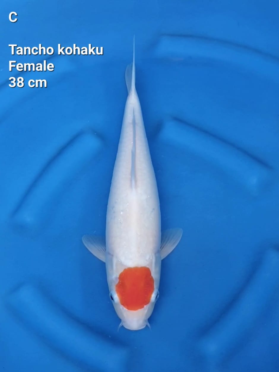 TANCHO KOHAKU 38cm