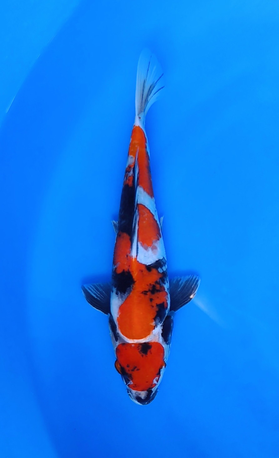 SHOWA 33cm MALE