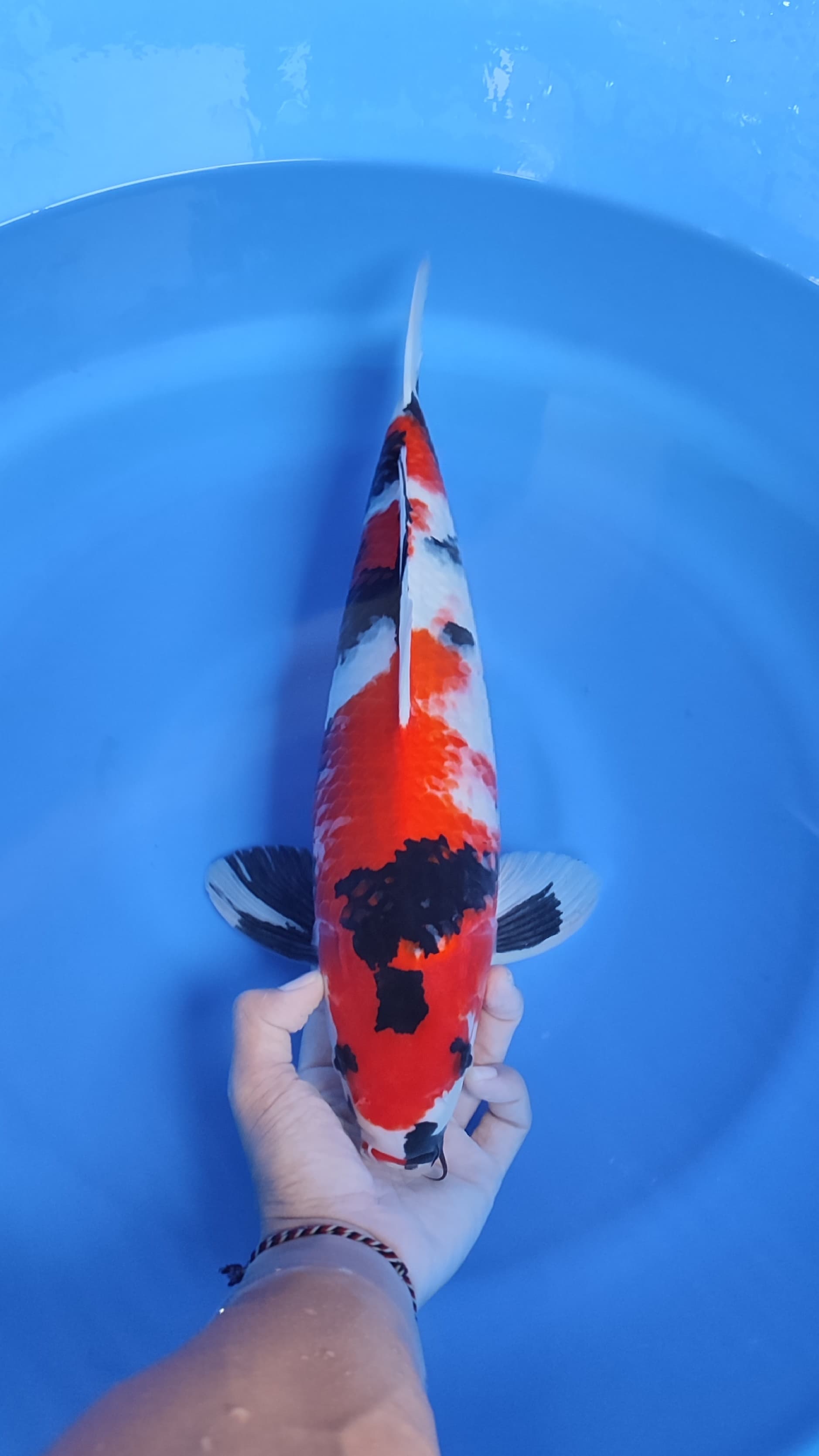 SHOWA SISIK CAKEP ORIGINAL 47cm