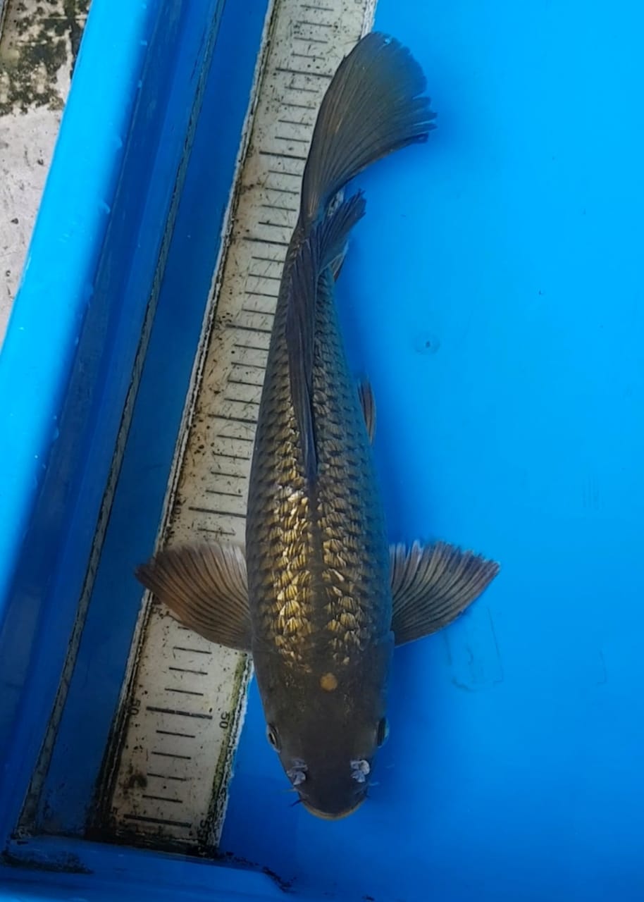 Ikan Koi BLACK DIAMOND KUMPAY 38cm, lelang koi BLACK DIAMOND KUMPAY 38cm, jual koi BLACK DIAMOND KUMPAY 38cm, beli koi BLACK DIAMOND KUMPAY 38cm, Lelang Koi Online, Jual Beli Ikan Koi, Pusat Jual Beli Koi, Info Lelang Koi Hari Ini, Platform Jual Beli Koi, Jual Beli Ikan Koi Online, Marketplace Ikan Koi, Jual Koi Terbaik, Tempat Beli Koi Berkualitas, Pasar Ikan Koi Online Terpercaya, Penjual Ikan Koi Terpercaya, Beli Koi Hias Online, Ikan Koi untuk Dijual, Koi Kualitas Terbaik, Toko Online Ikan Koi, Koi Hias Untuk Dijual, Jual Beli Ikan Koi Lokal, Koi Indonesia Online, Pusat Jual Beli Koi Terbesar