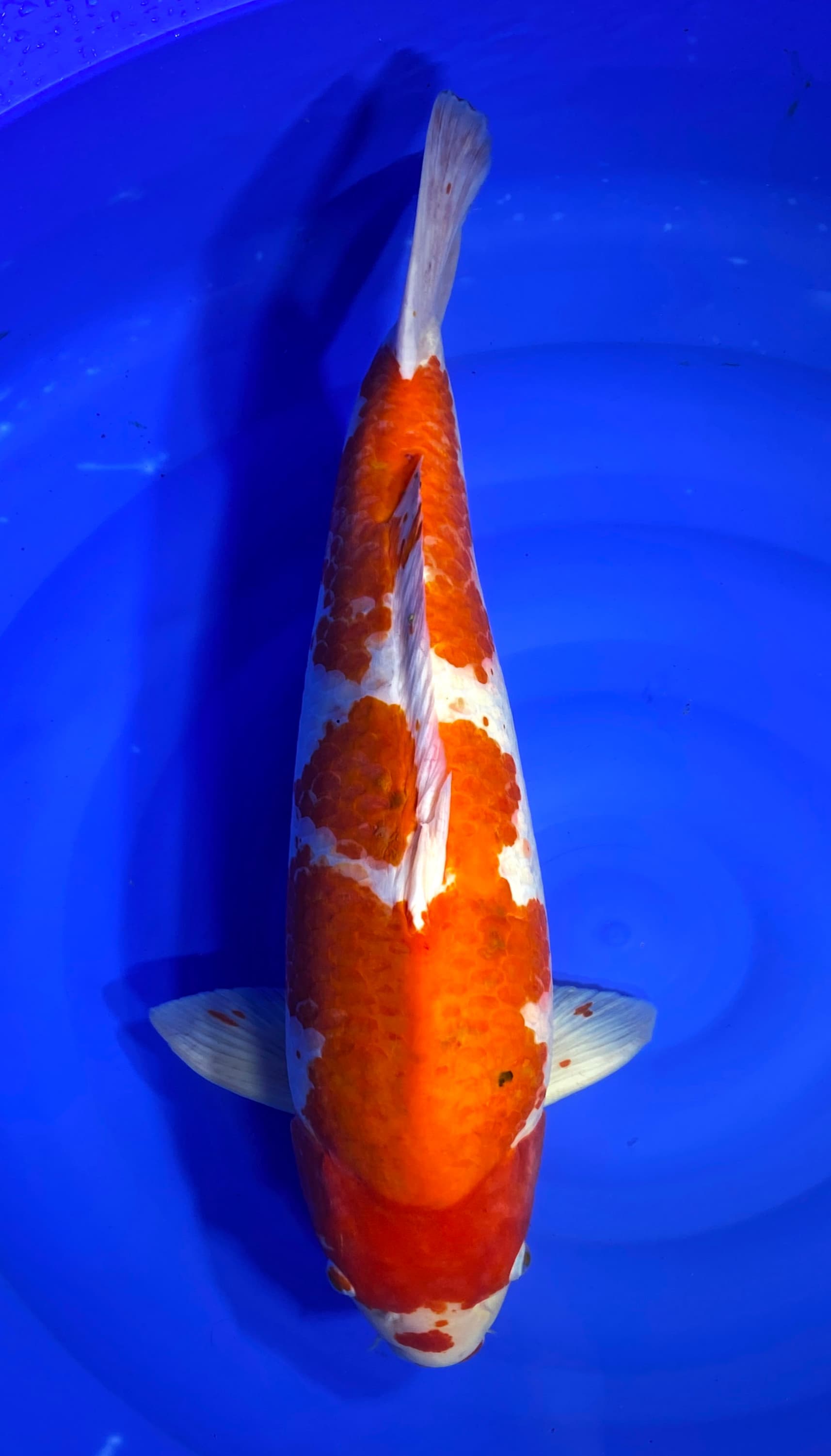 KOHAKU BODY MONSTER IMPORT MOMOTARO 60cm