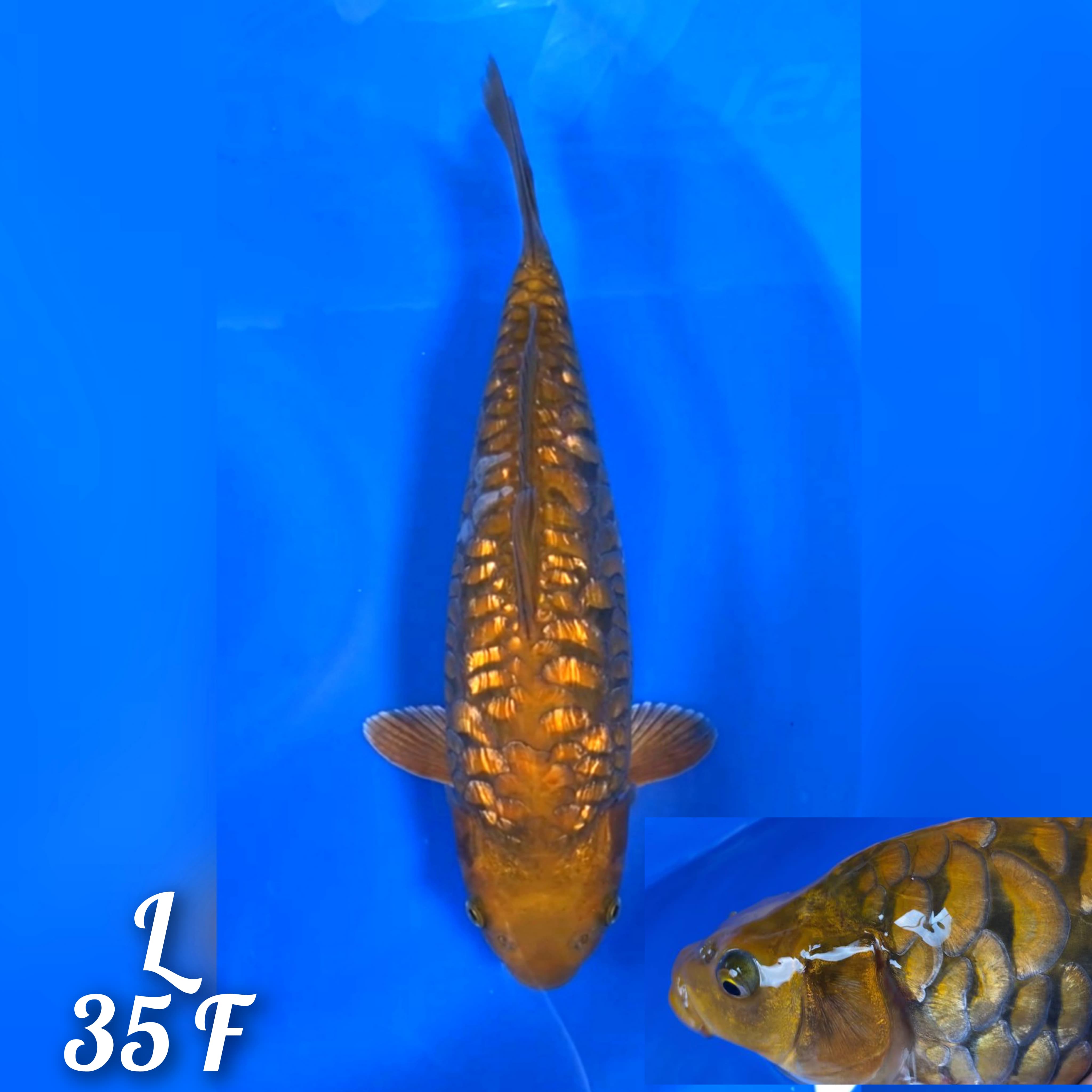 CHAGOI TEMBAGA GINRIN ARAGOKE 35cm