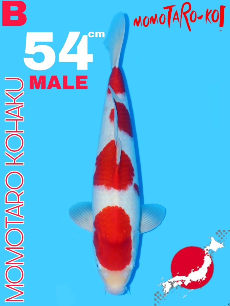 KOHAKU MOMOTARO 54cm