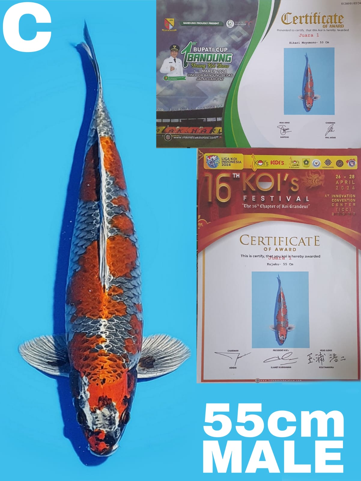 SQ GINGA KUDJAKU 55cm