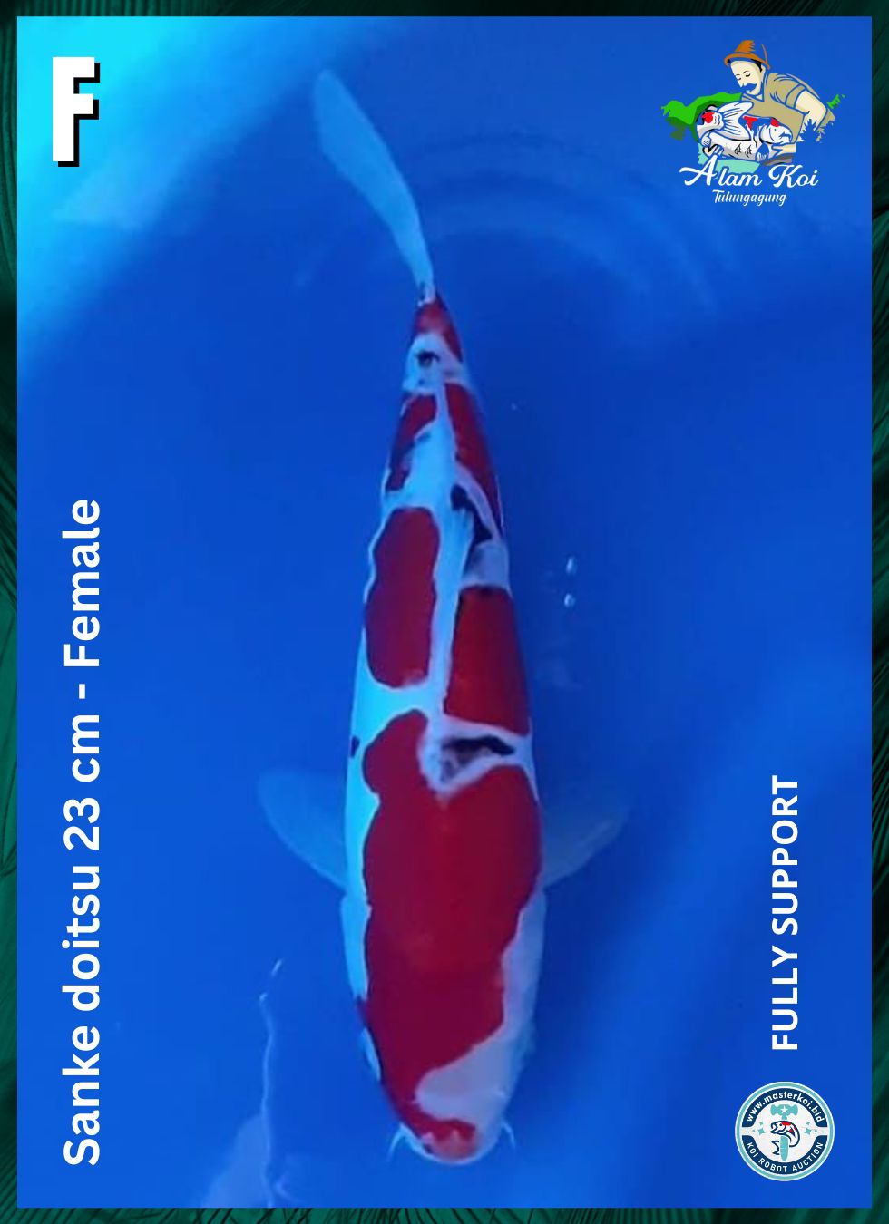 SANKE DOITSU 23cm