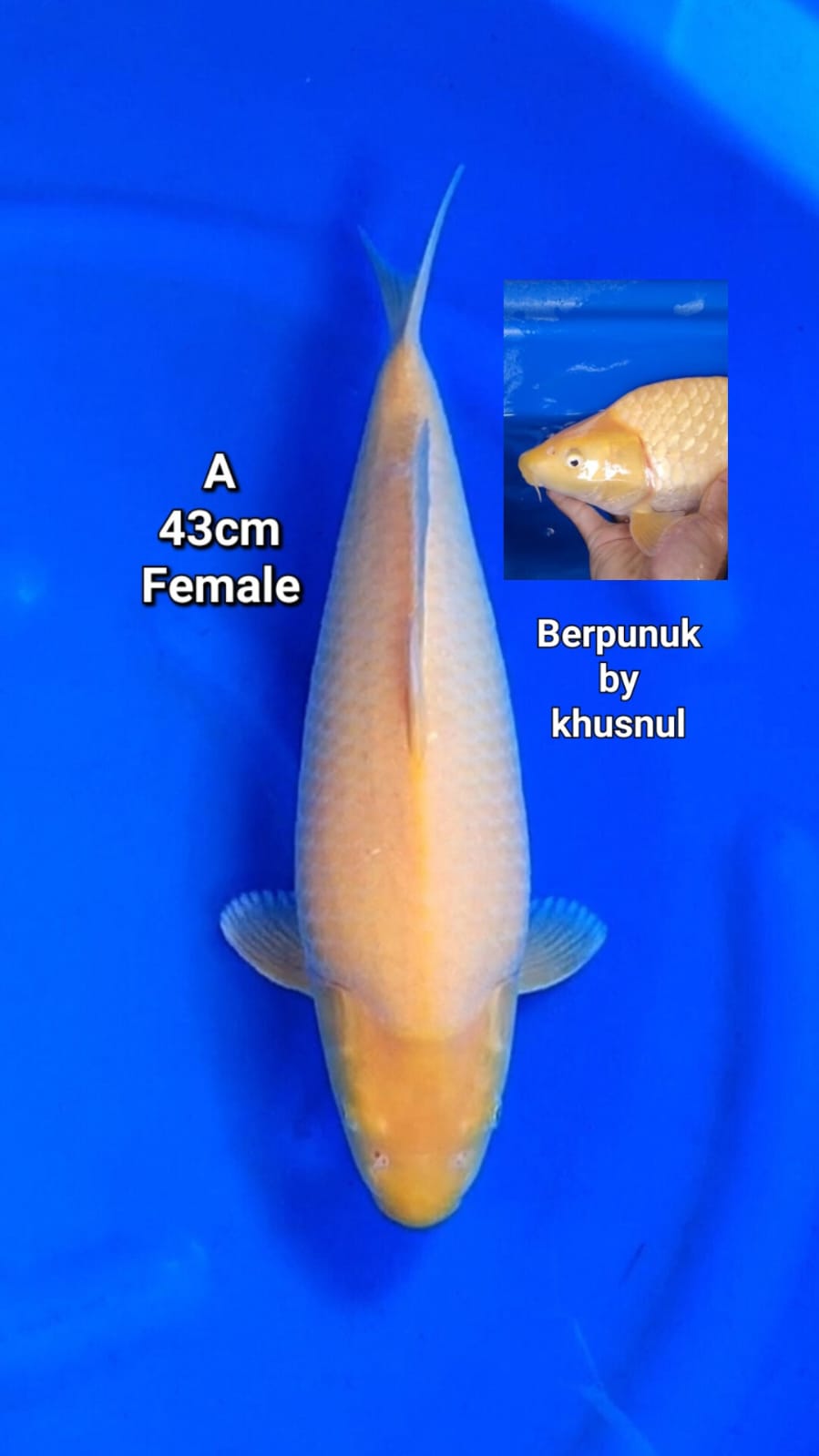 KARASI BY KHUSNUL BERPUNUK 43cm