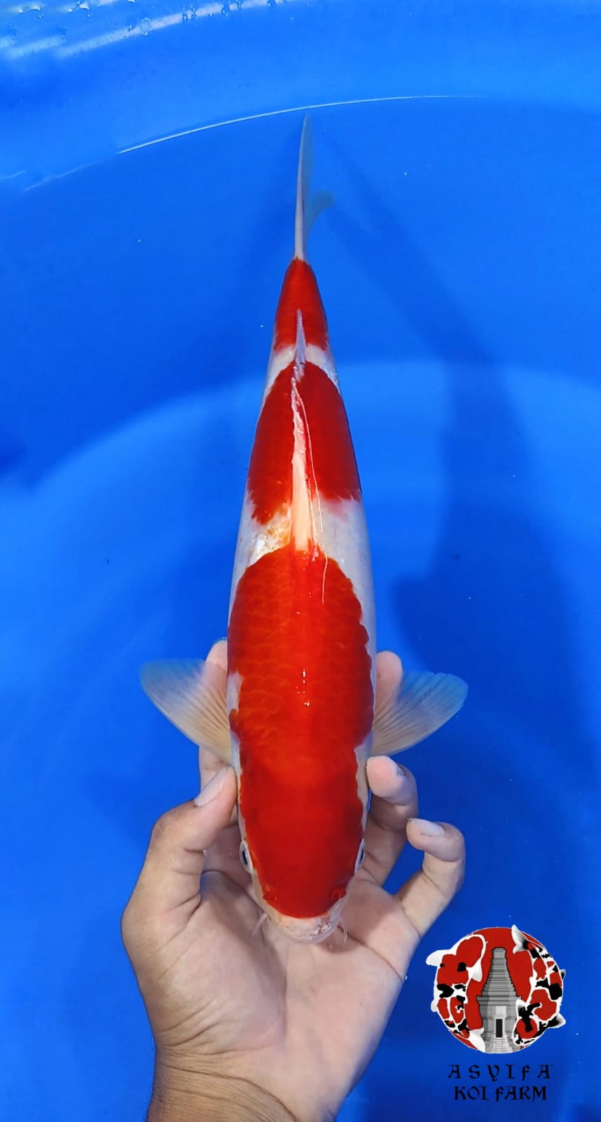 KOHAKU SUPER STRONG 38cm MALE