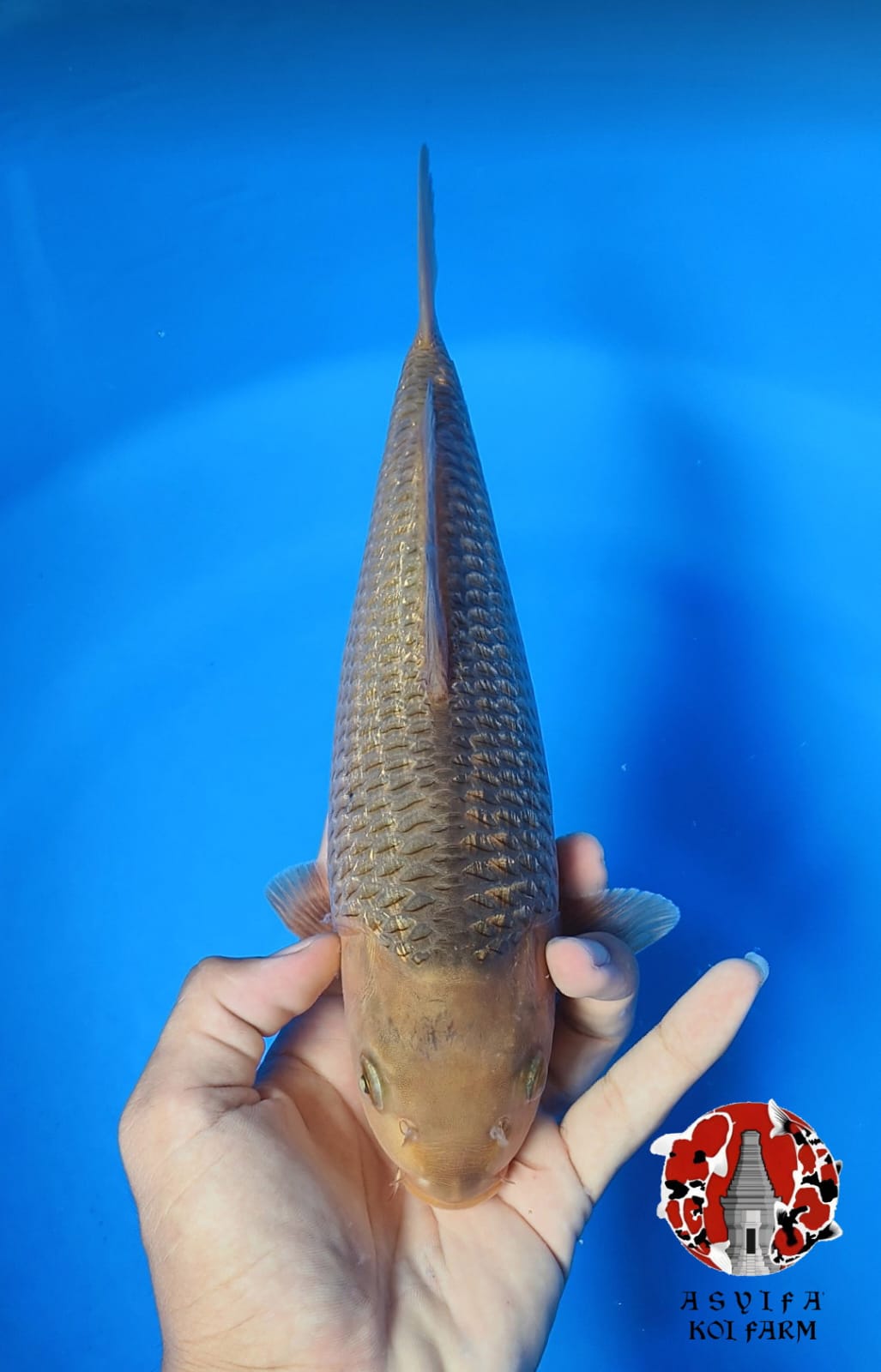 KARAMEL MUNUKBULKY 30cm UNINFO