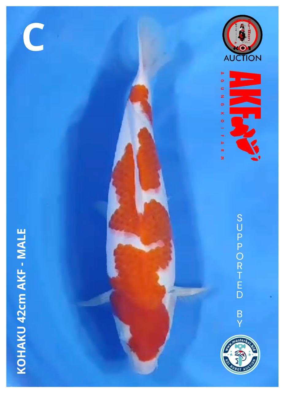 KOHAKU 42cm AKF