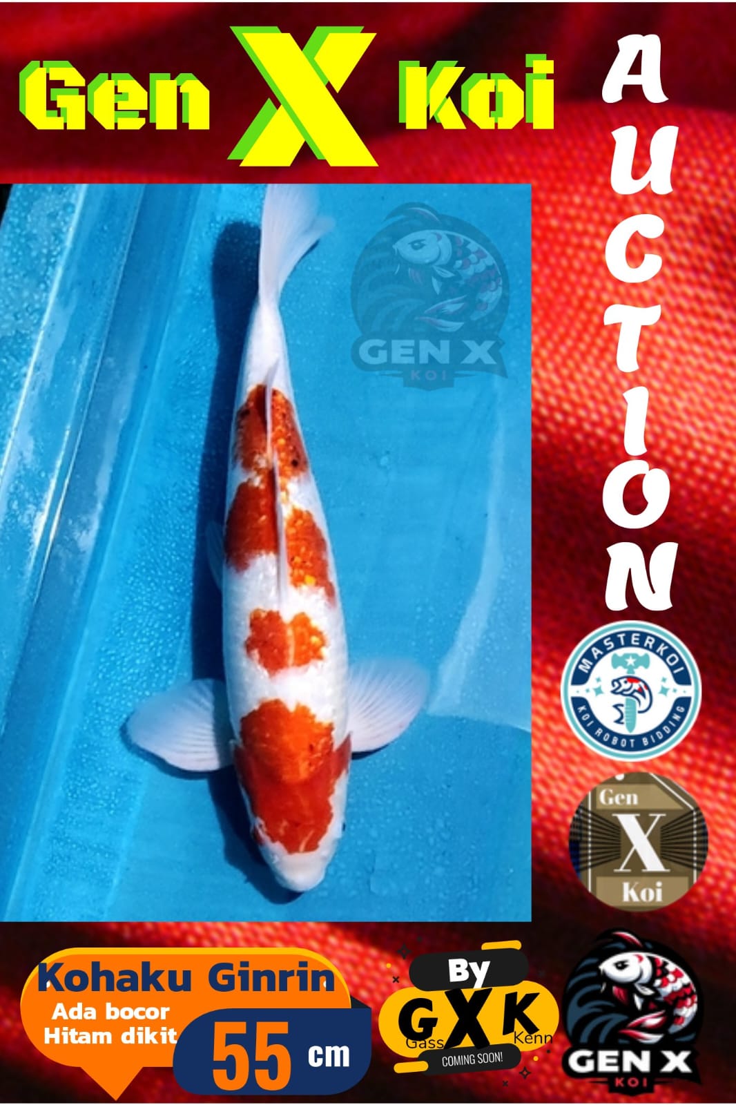 KOHAKU GINRIN 55cm