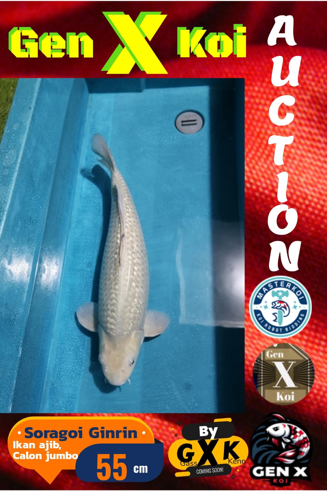 SORAGOI GINRIN 55cm