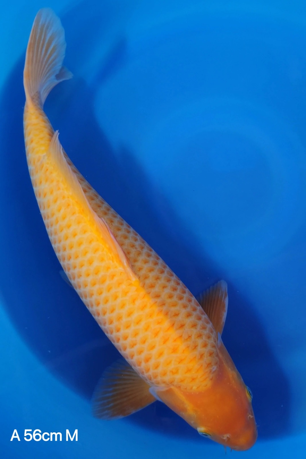KARASI SUPER CORNBULKY BERPUNUK MONSTER 56cm