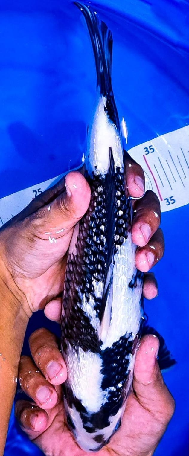 SHIRO GINRIN SQ 30cm