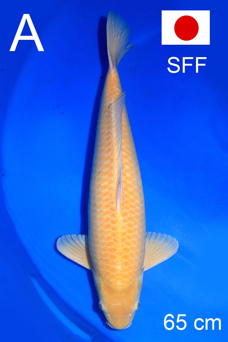 KARASI SUPER MANGO SFF 65cm