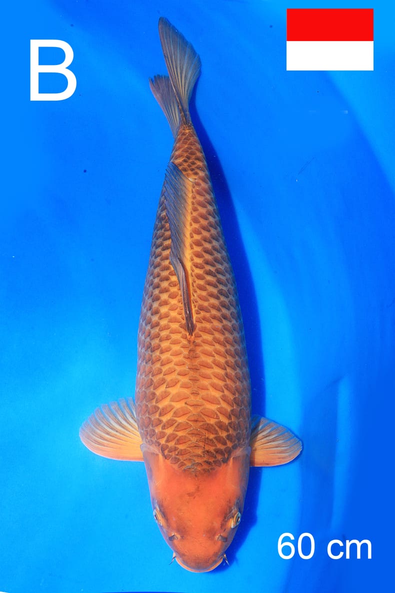 CHARAMEL 60cm