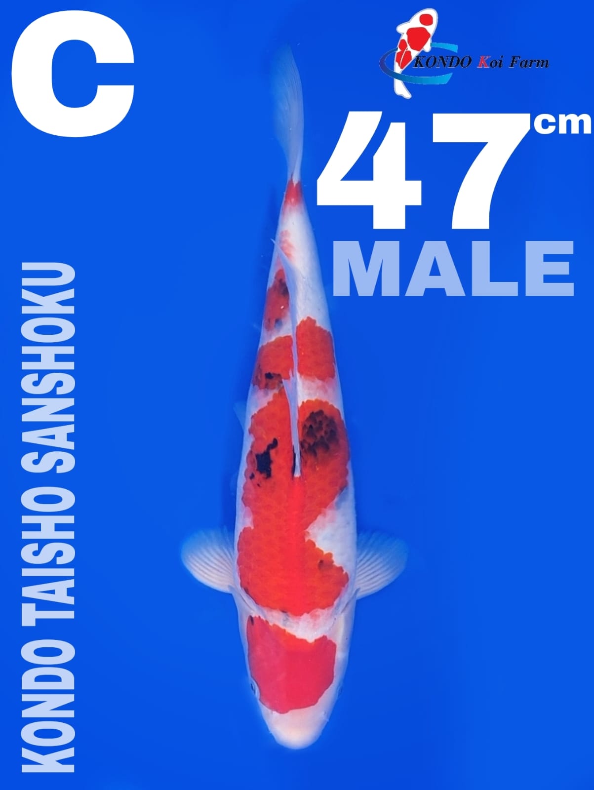 KONDO TAISHO SANSHOKU 47cm