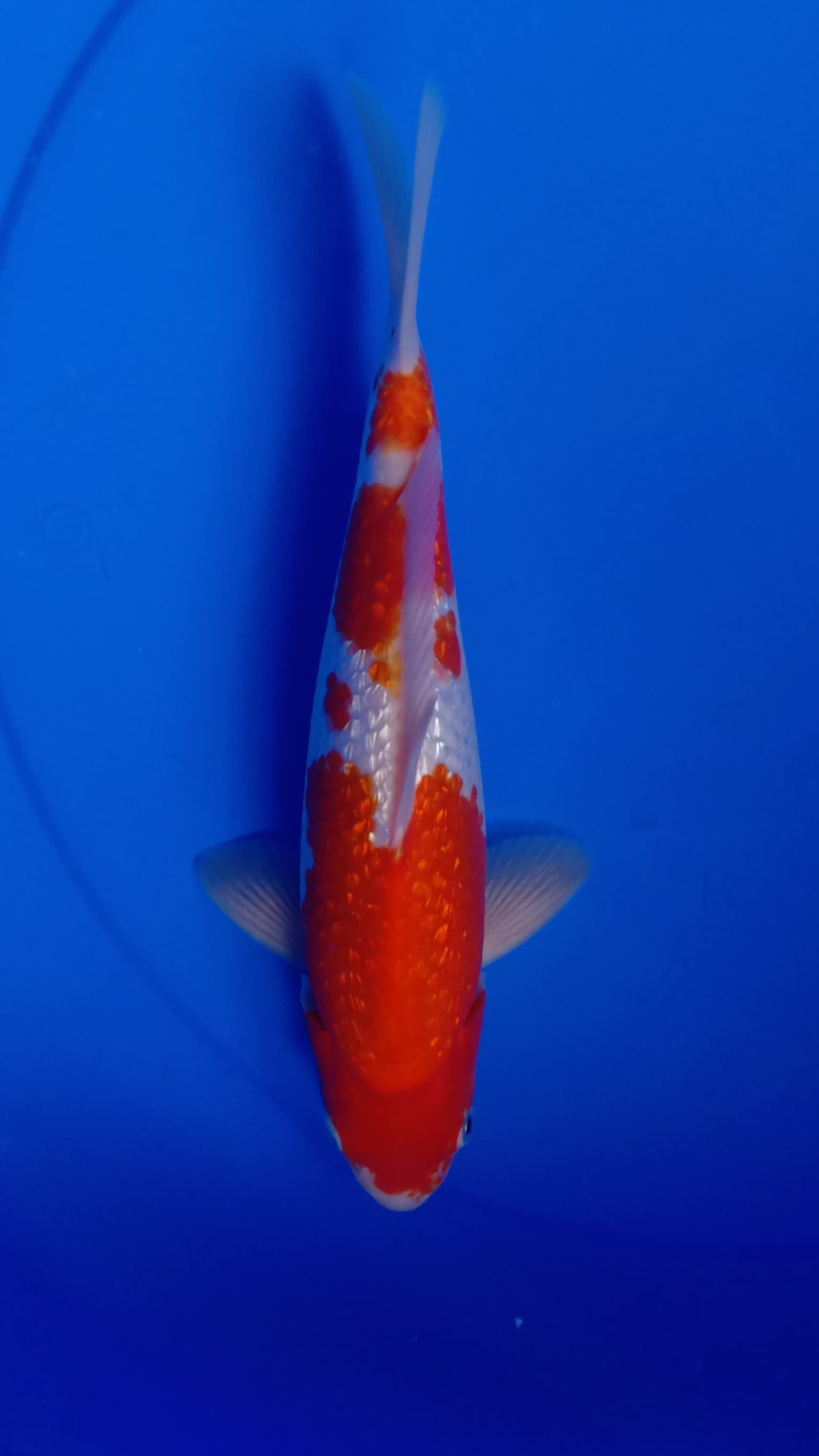 KOHAKU GINDRIN PADAT 30cm
