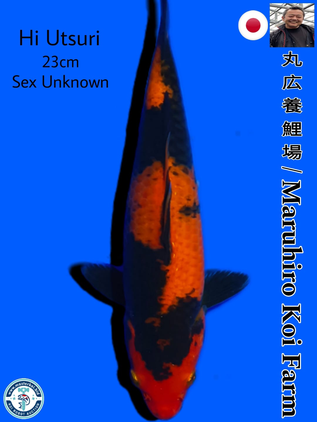 HI UTSURI IMPORT MARUHIRO KOI FARM 23cm