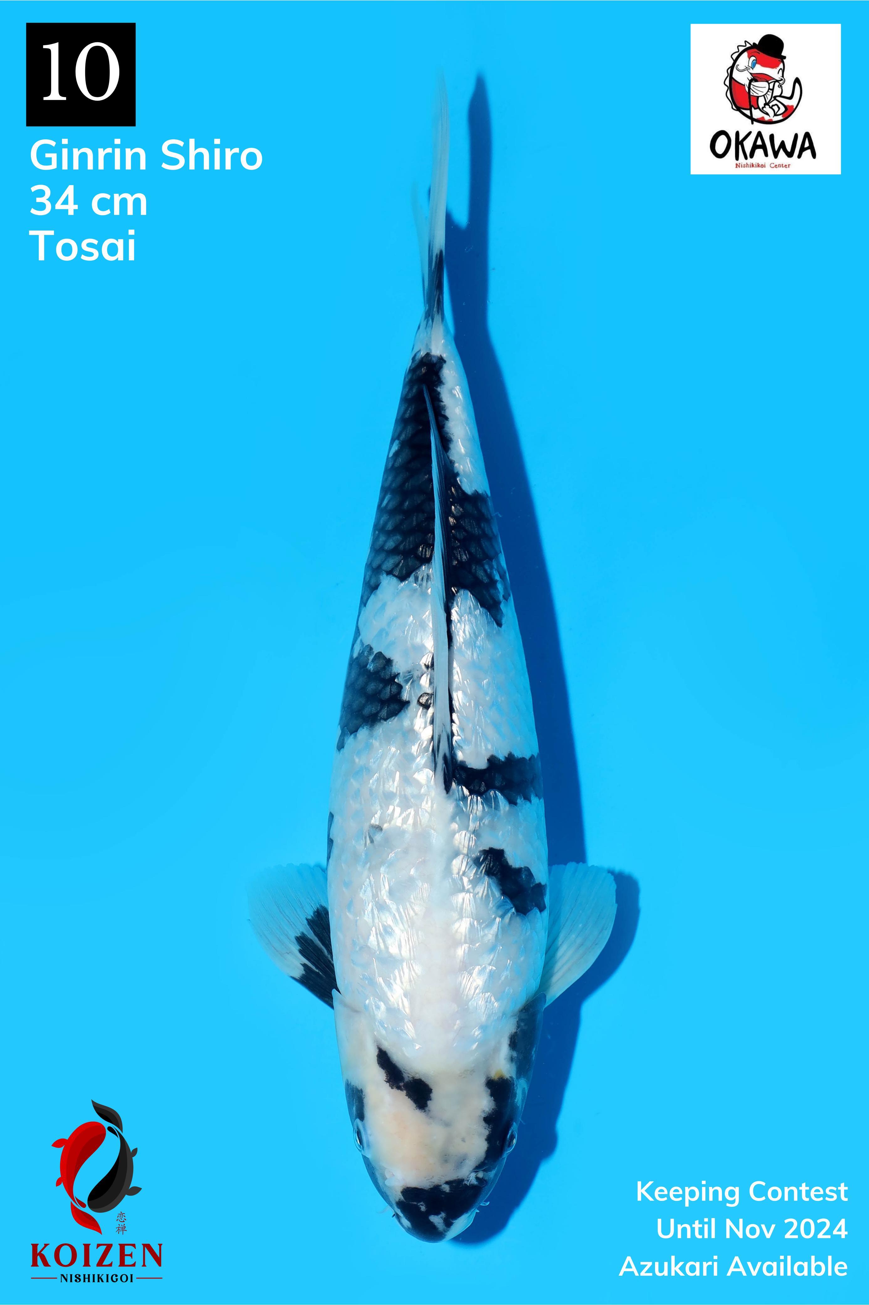 GINRIN SHIRO 34cm TOSAI
